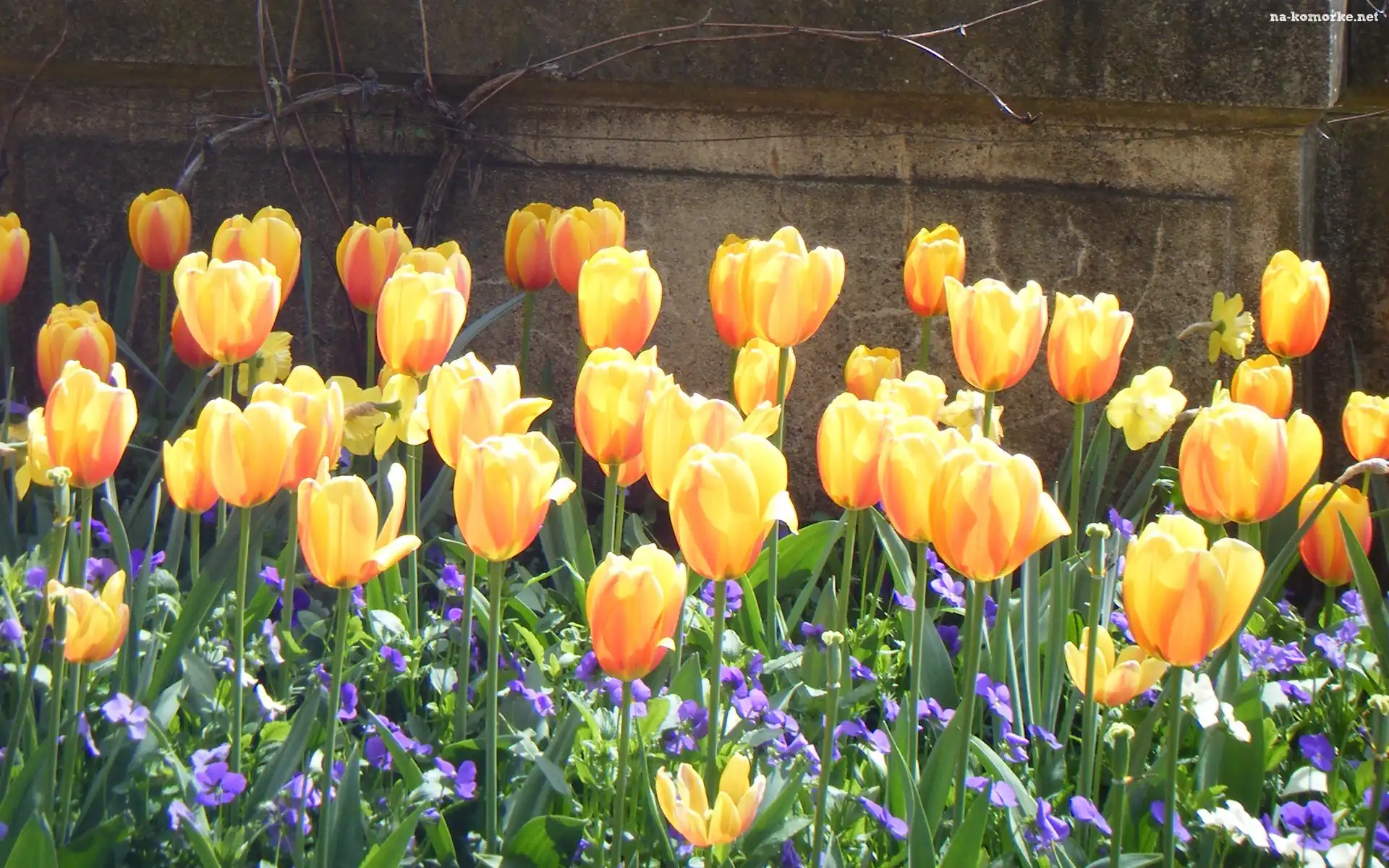Żółte, Tulipany, Mur