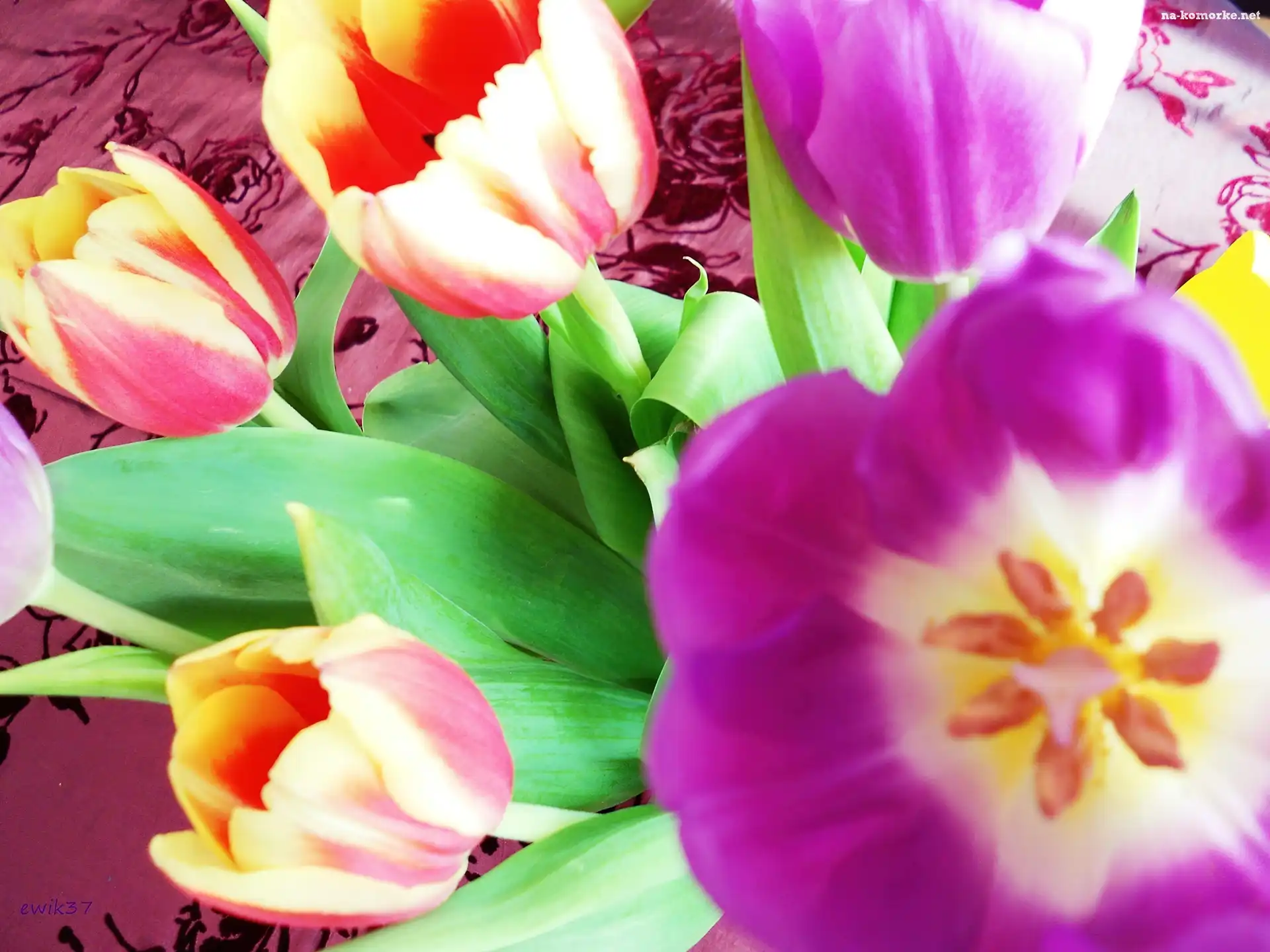 Tulipany, Fioletowe, Żółto, Czerwone