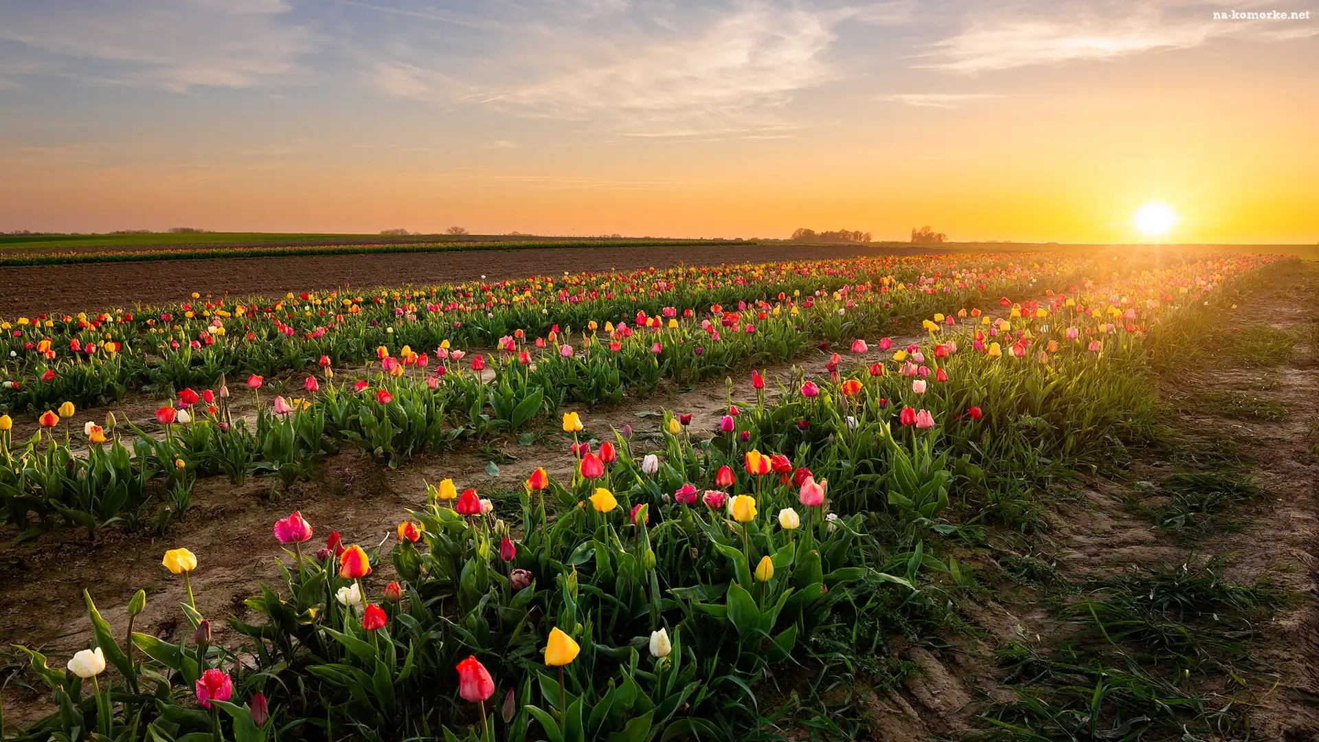 Tulipany, Wschód słońca, Pole, Plantacja