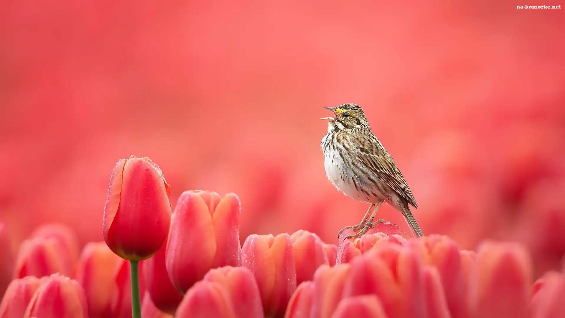 Tulipany, Ptak