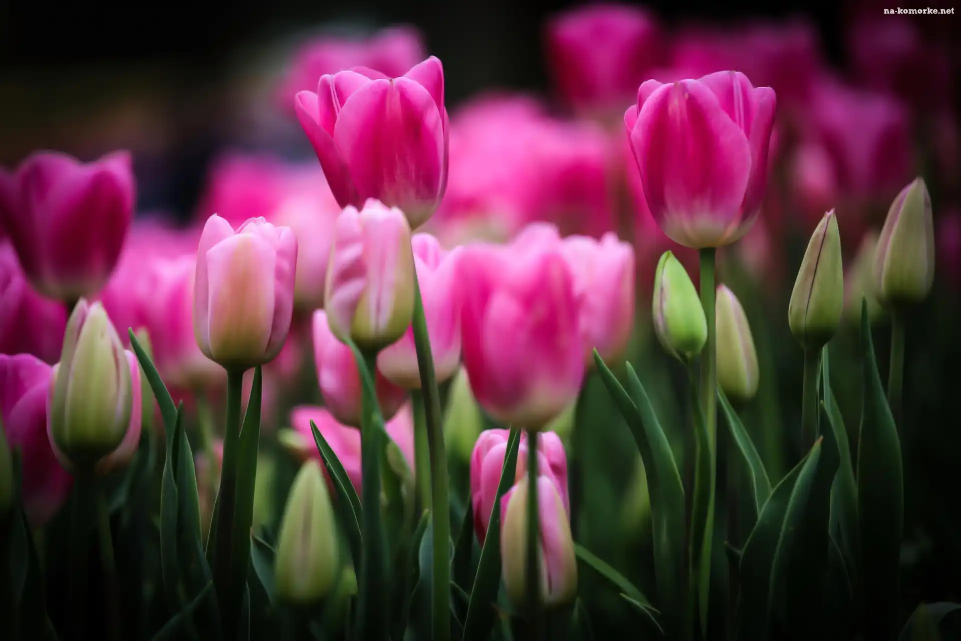 Purpurowe, Tulipany, PÄ…ki