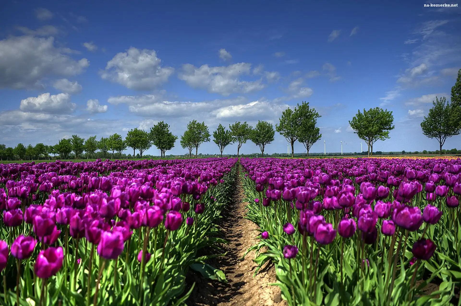 Purpurowe, Tulipany, Uprawa