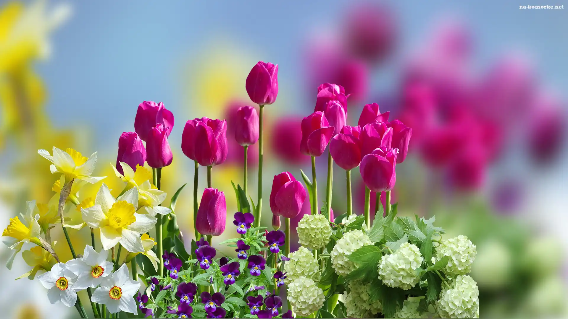Bratki, Tulipany, Kwiaty, Rozmycie, Narcyzy, Kalina koralowa Roseum