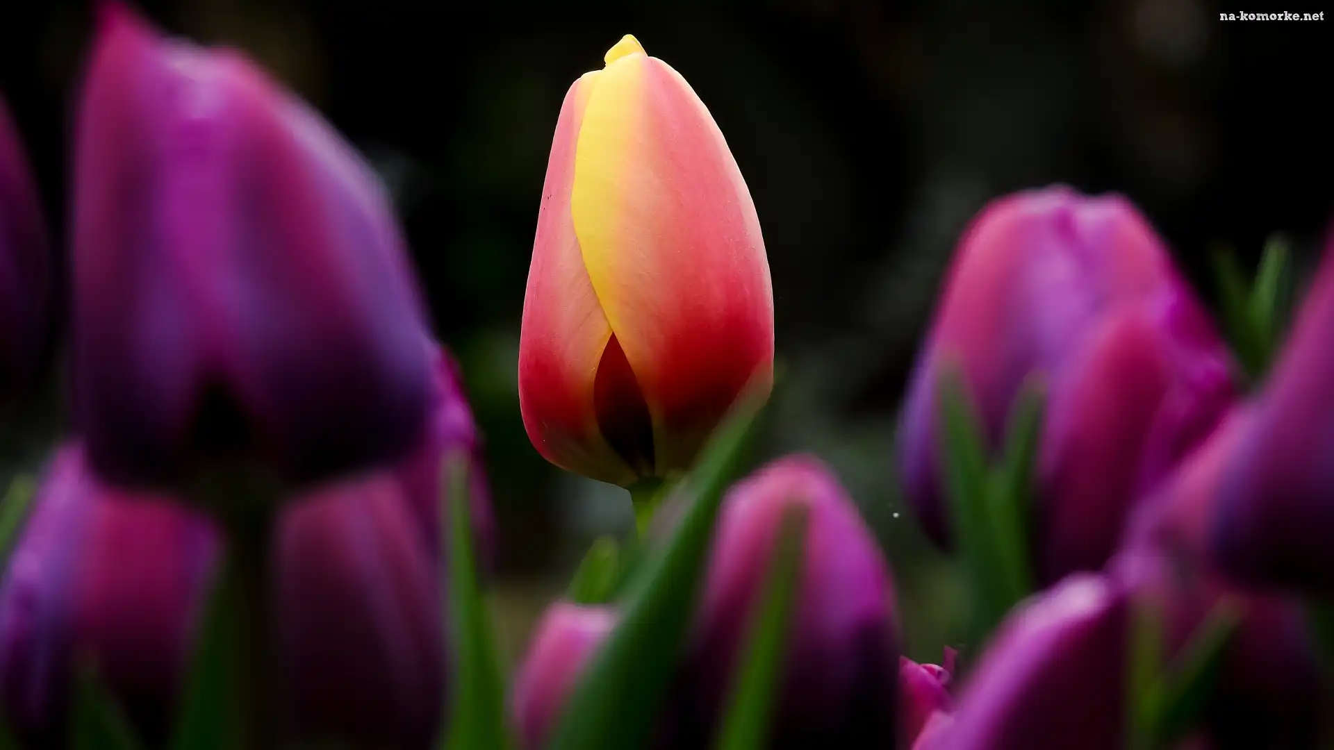 Tulipany, Rozmycie