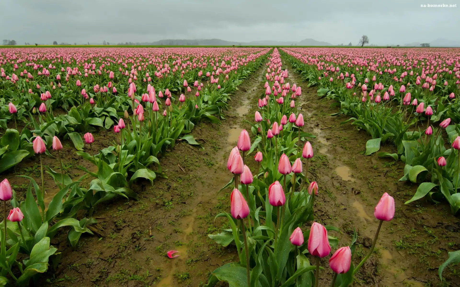 Różowe, Tulipany, Uprawa