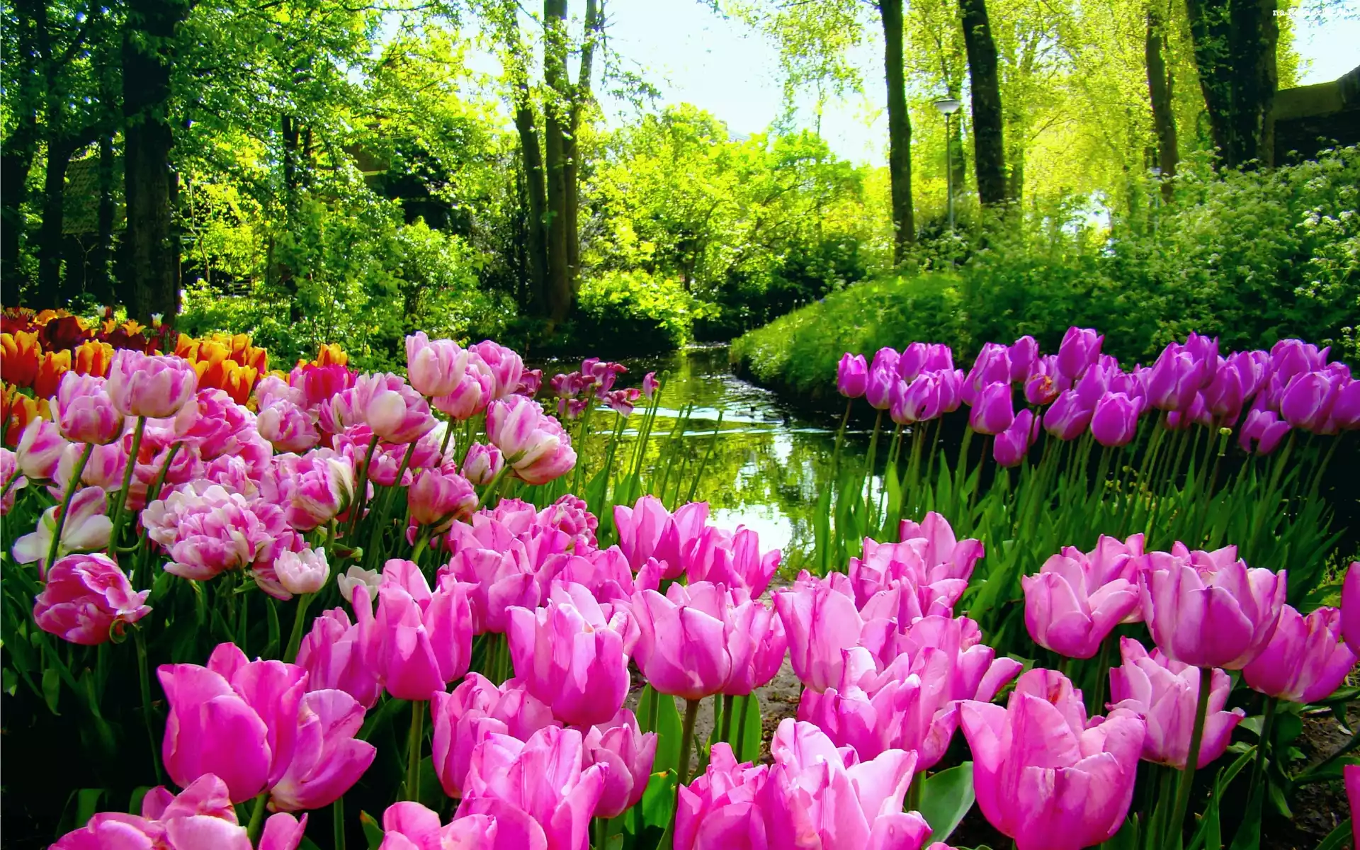 Tulipany, Wiosna, Rzeka, Las