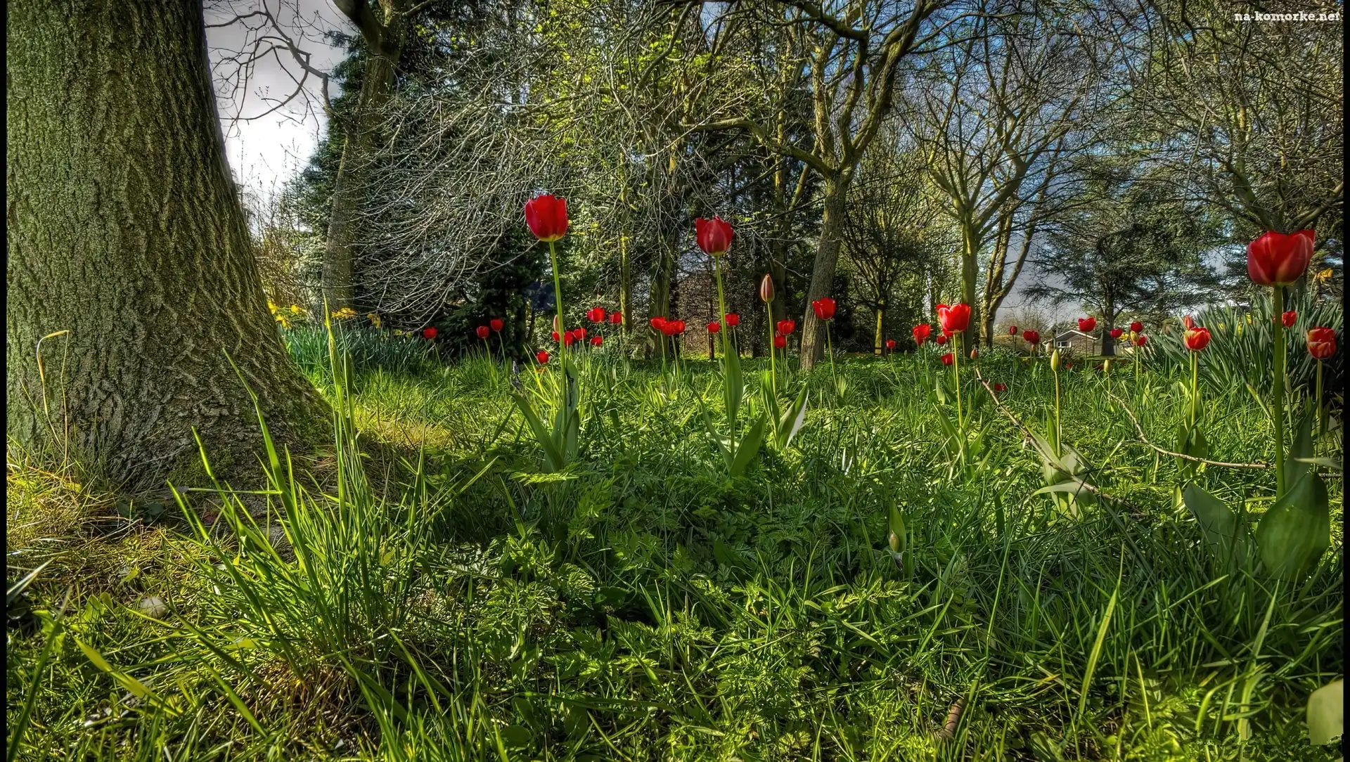 Tulipany, Ogród, Drzewa, Trawy, Czerwone