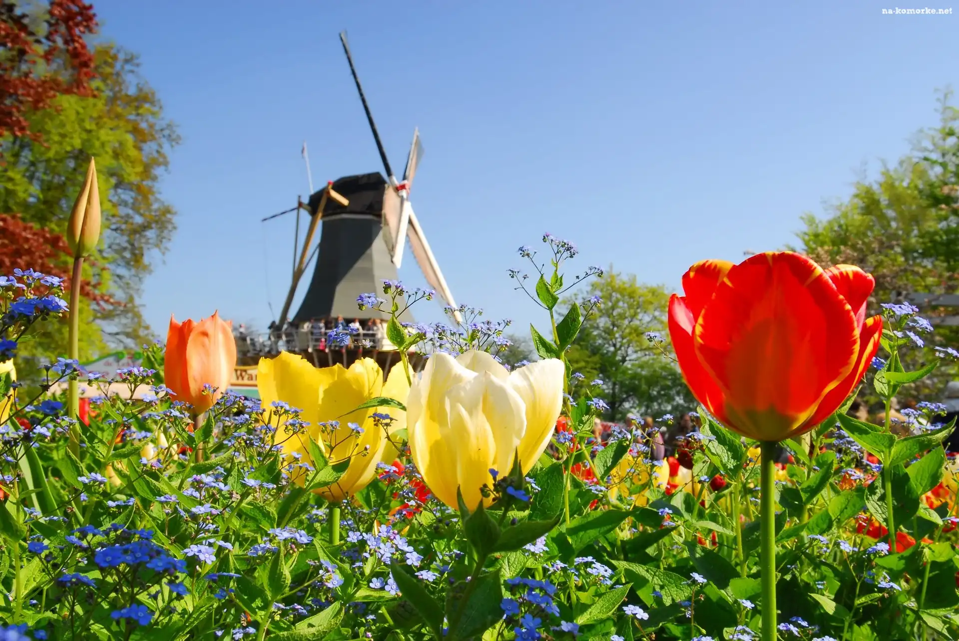 Tulipany, Wiatrak