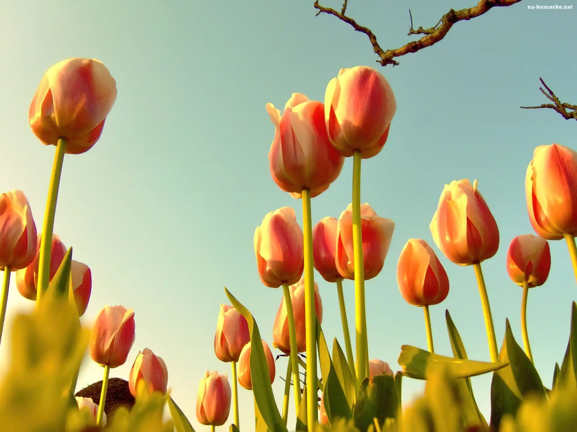 Wiosna, Niebo, Tulipany