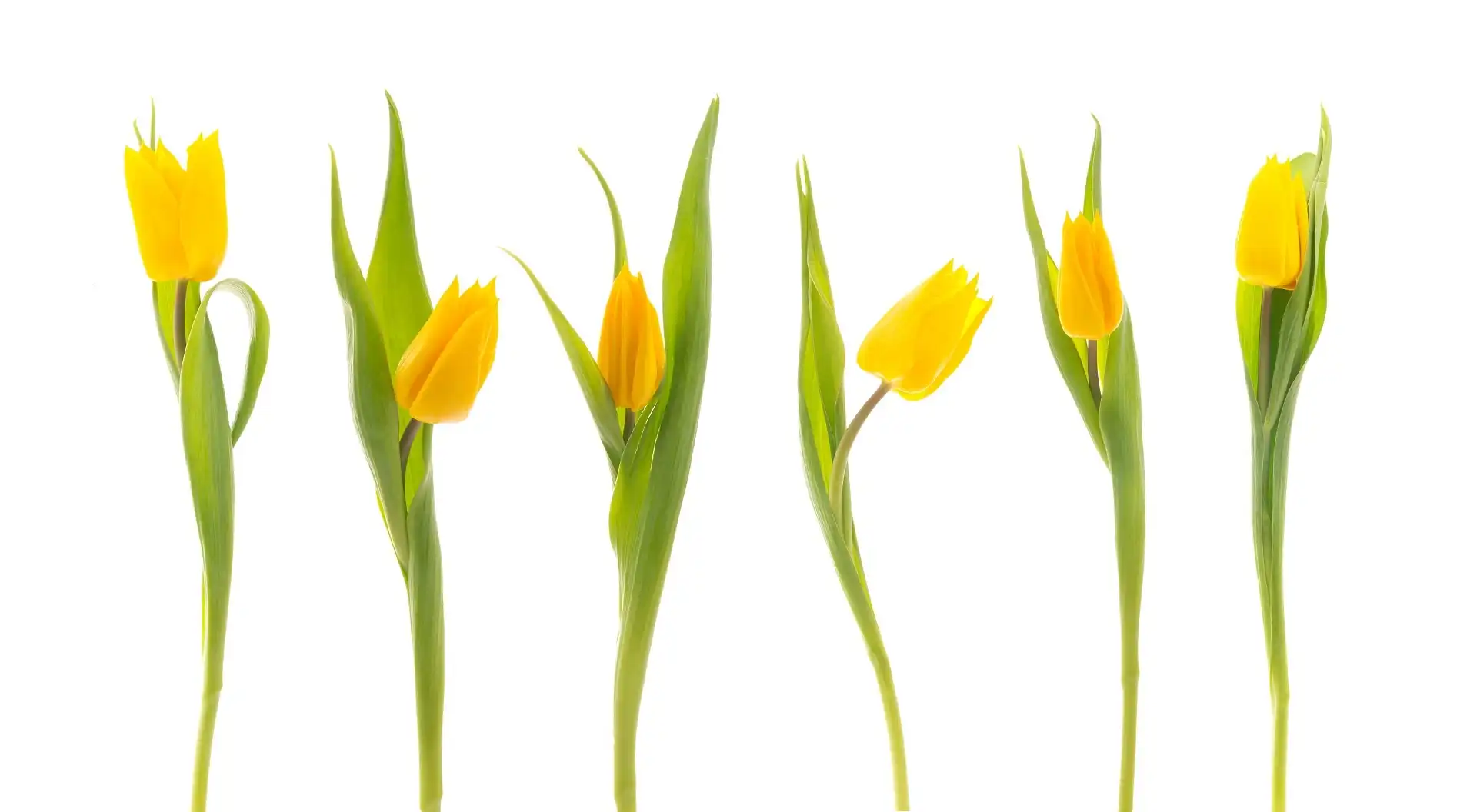 Tulipany, żółte