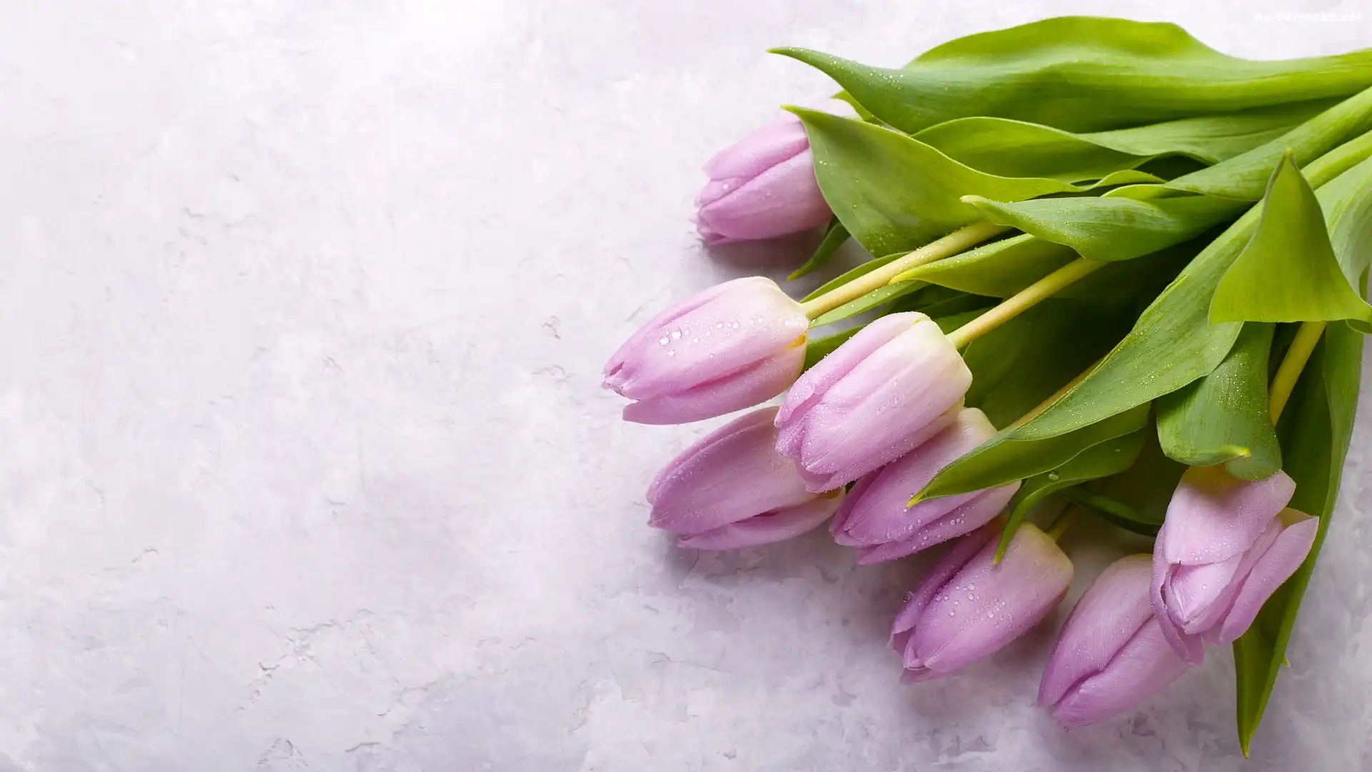 Zroszone, Tulipany, Krople