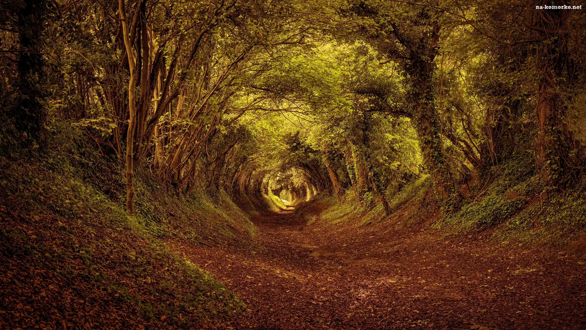 Las, Tunel, Liście