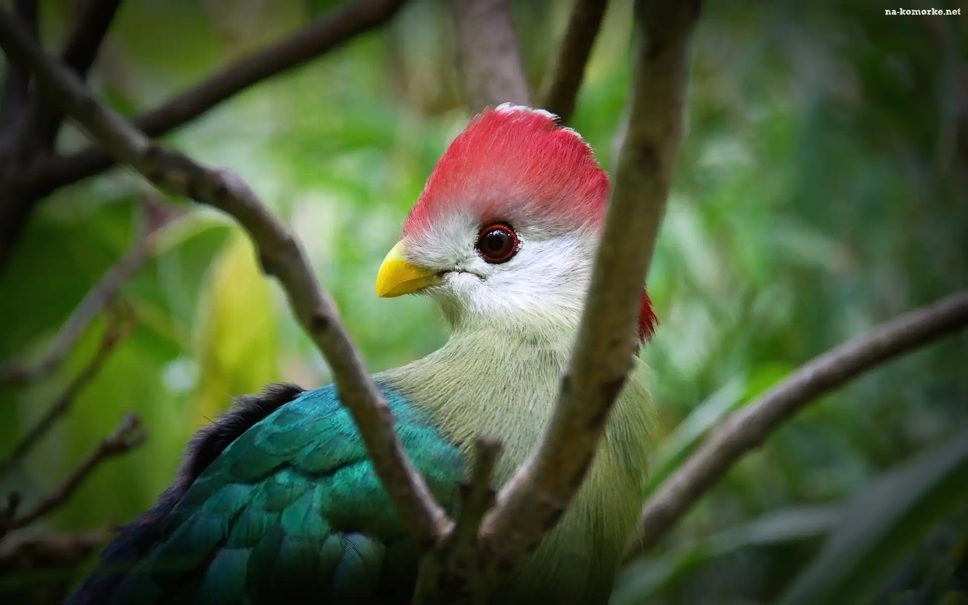 Turaco