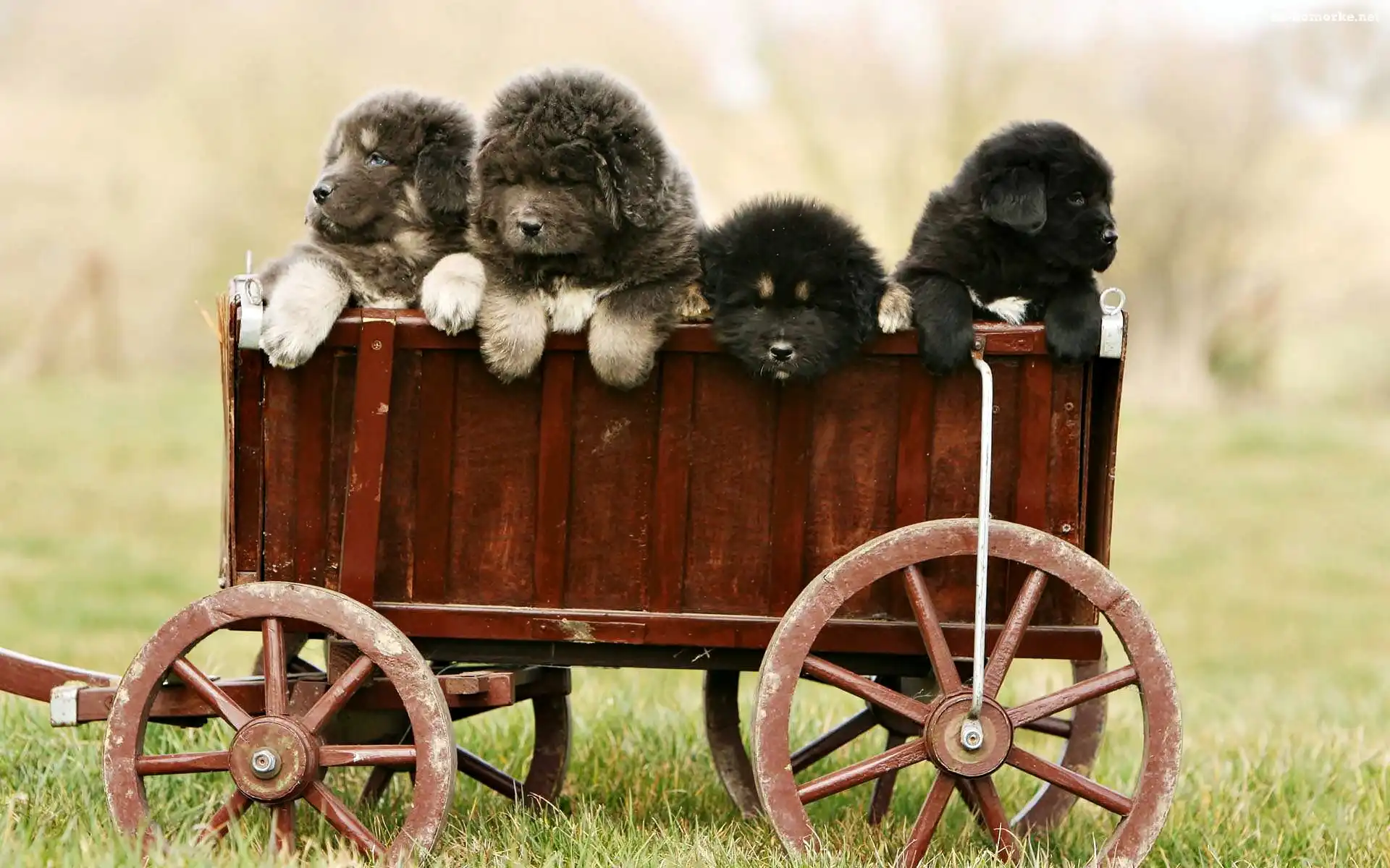 Tybetański, Wózek, Psy, Szczeniaki, Mastiff