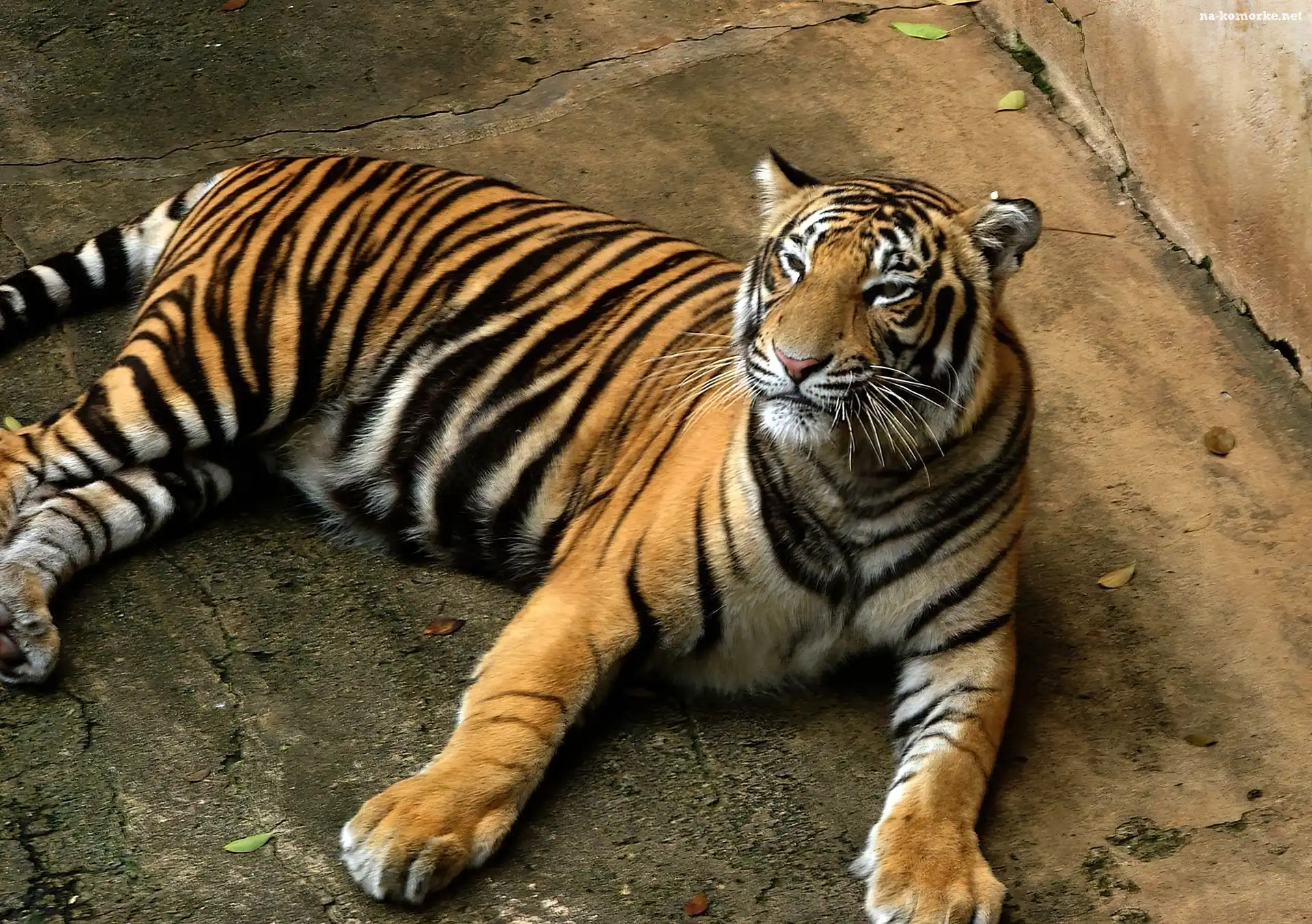 Tygrys, Bengalski