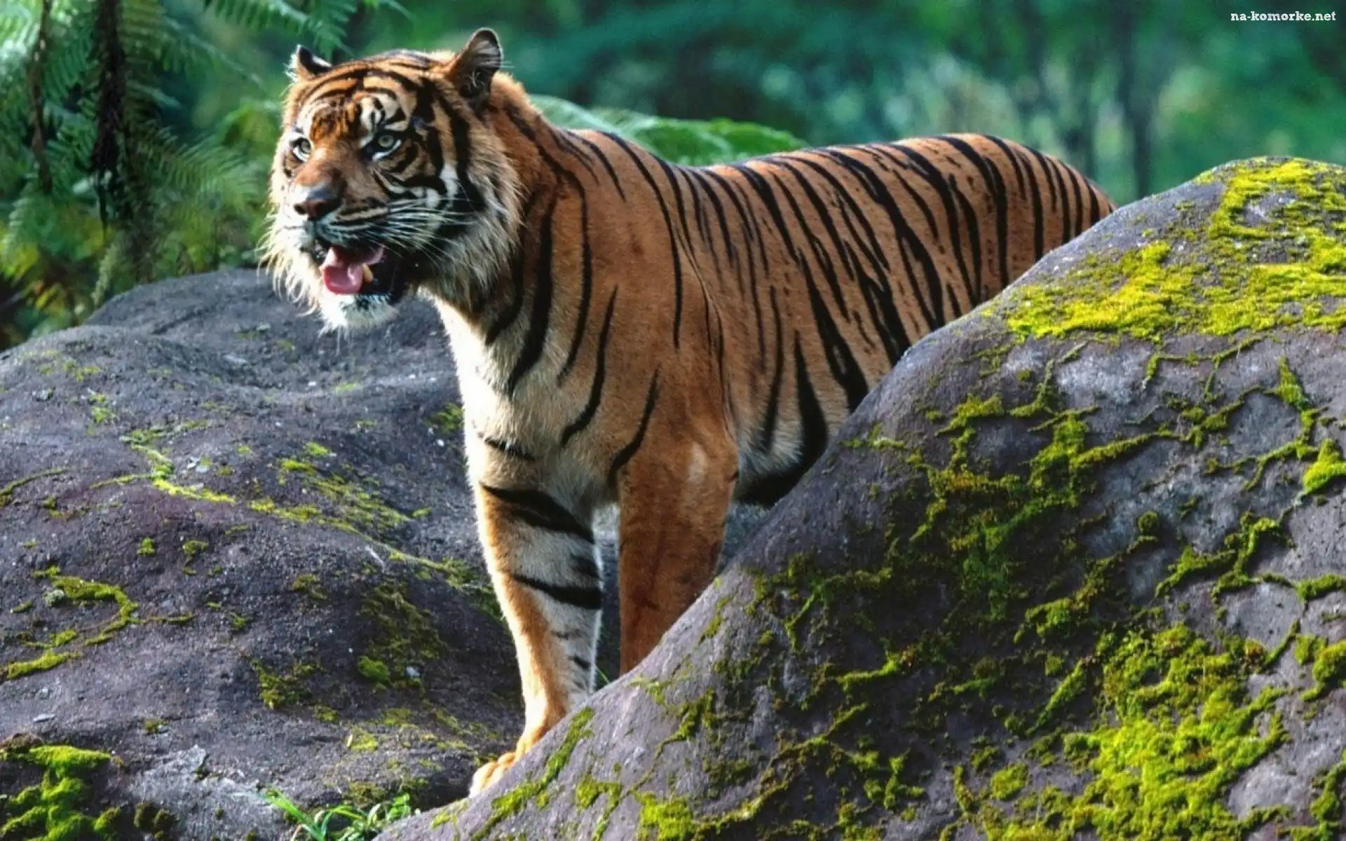 Tygrys, Skały