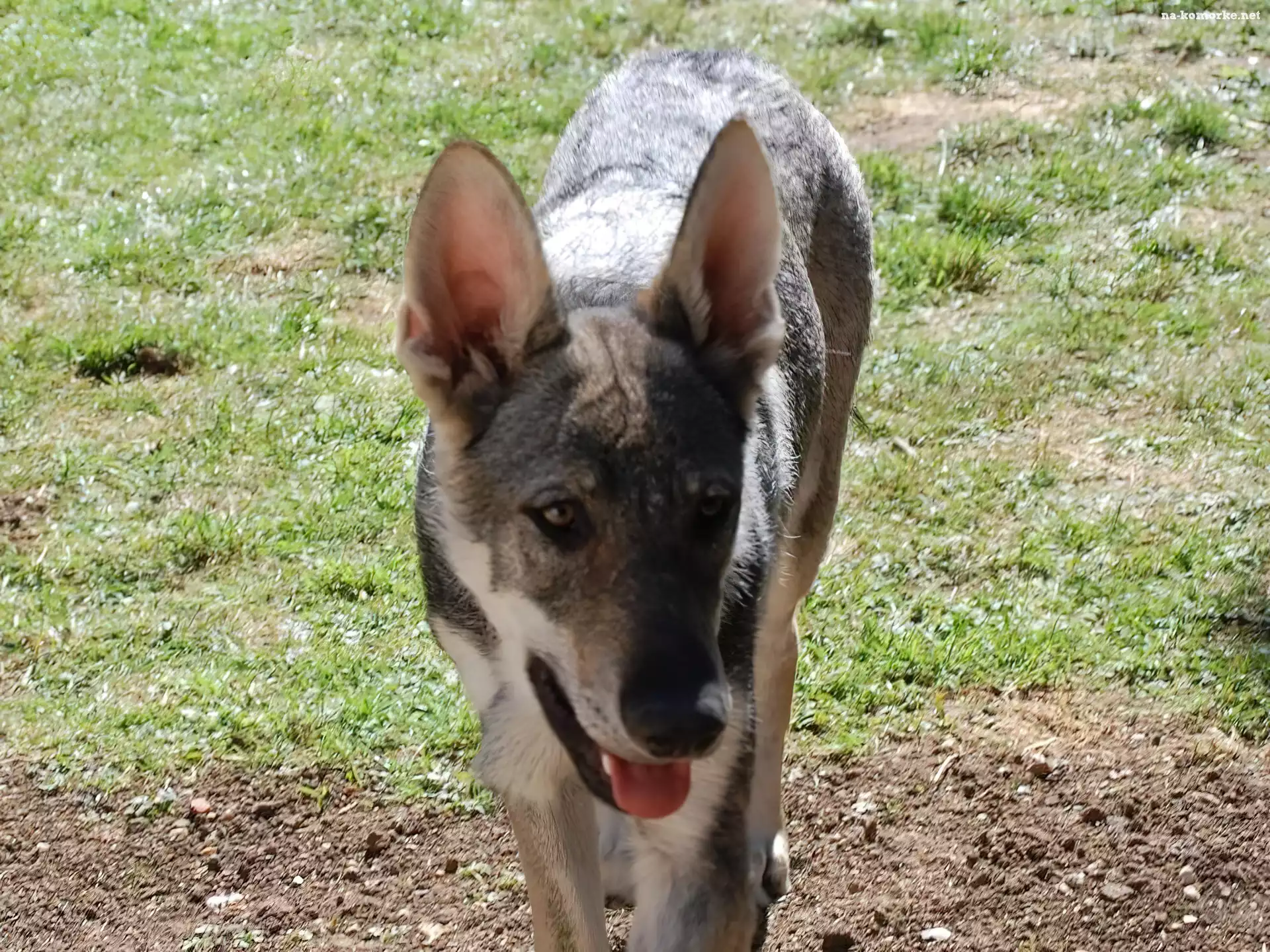 postawione, Saarlooswolfhond, uszy