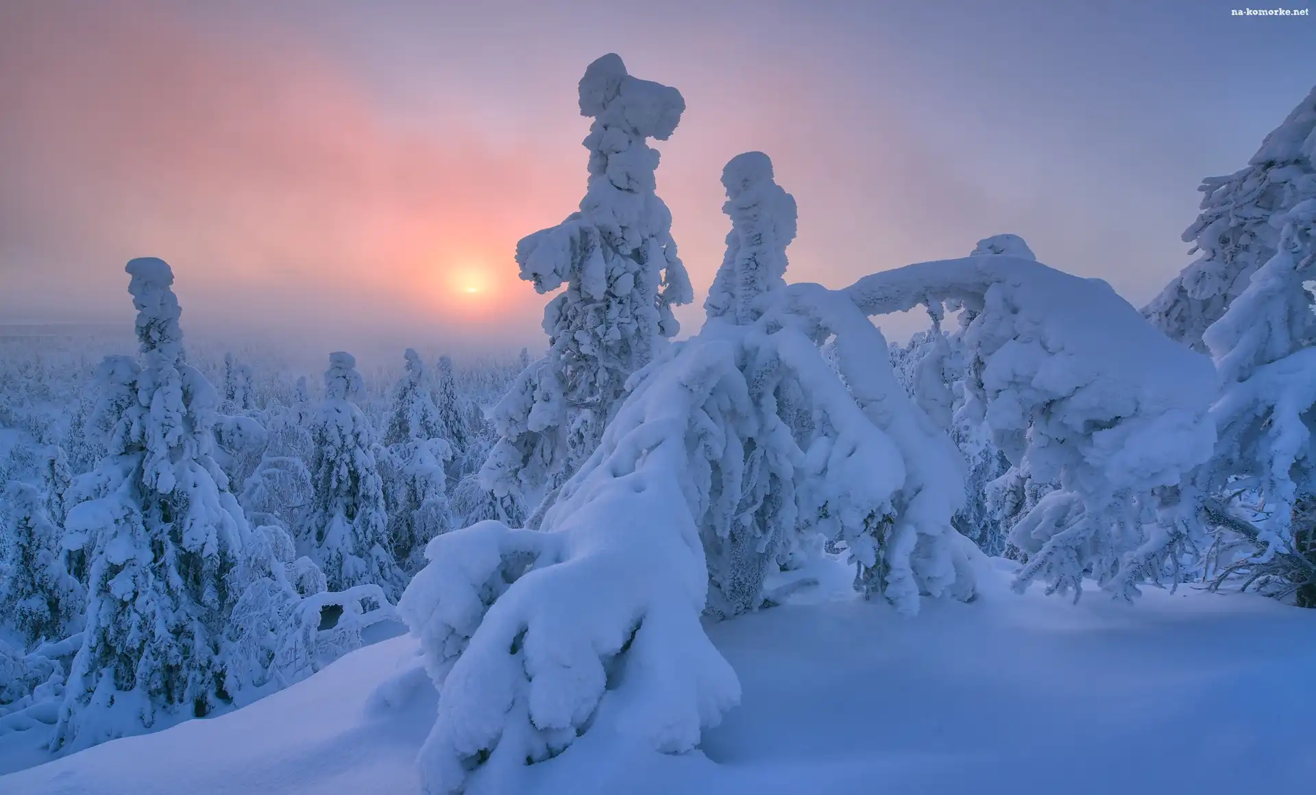Zima, Laponia, Mgła, Finlandia, Drzewa, Wschód słońca, Wzgórze, Rezerwat Valtavaara