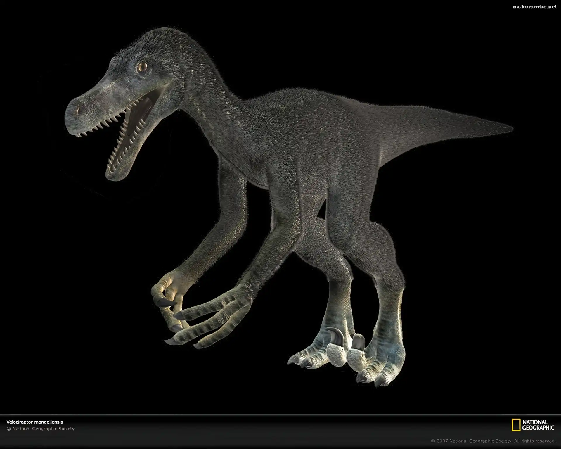 Velociraptor