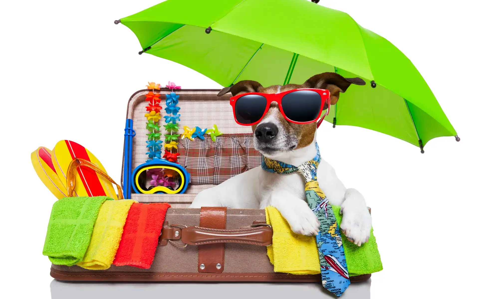 Jack russell terrier, Okulary, Parasol, Waliza, Wakacje