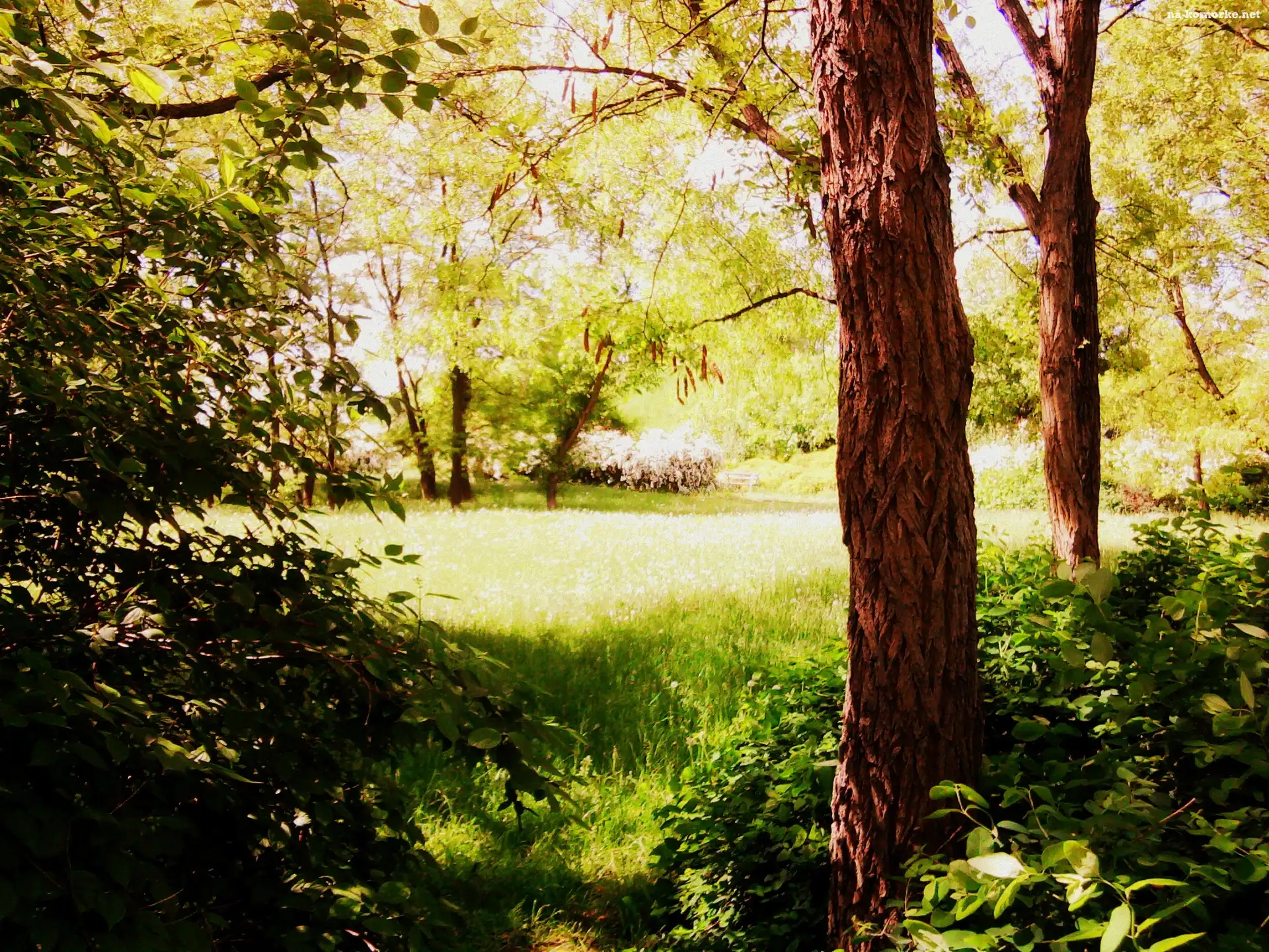 Park, Warszawa, Park Moczydło, Trawa, Stolica, Drzewa