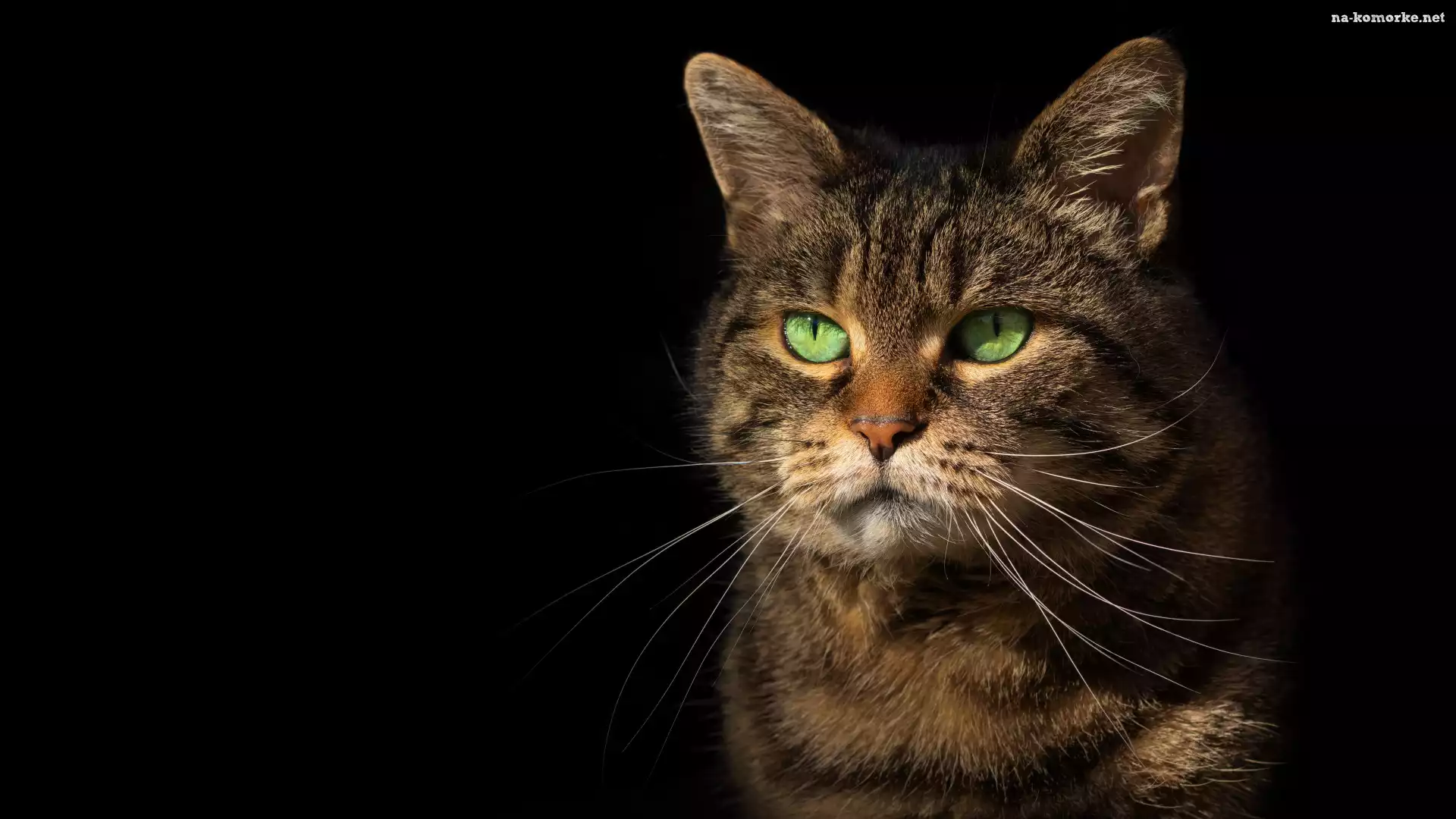 Bury, Wąsy, Zielone, Kot, Oczy