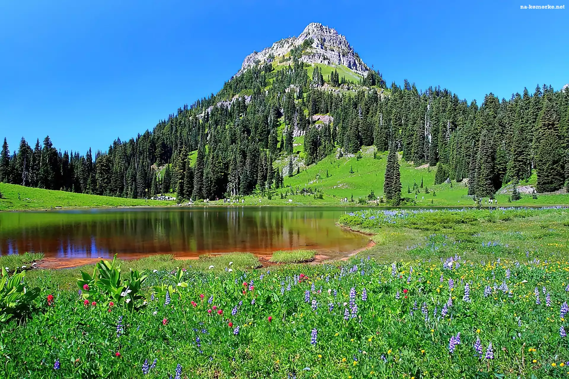 Łąka, Stany Zjednoczone, Stan Waszyngton, Park Narodowy Mount Rainier, Jezioro Tipsoo