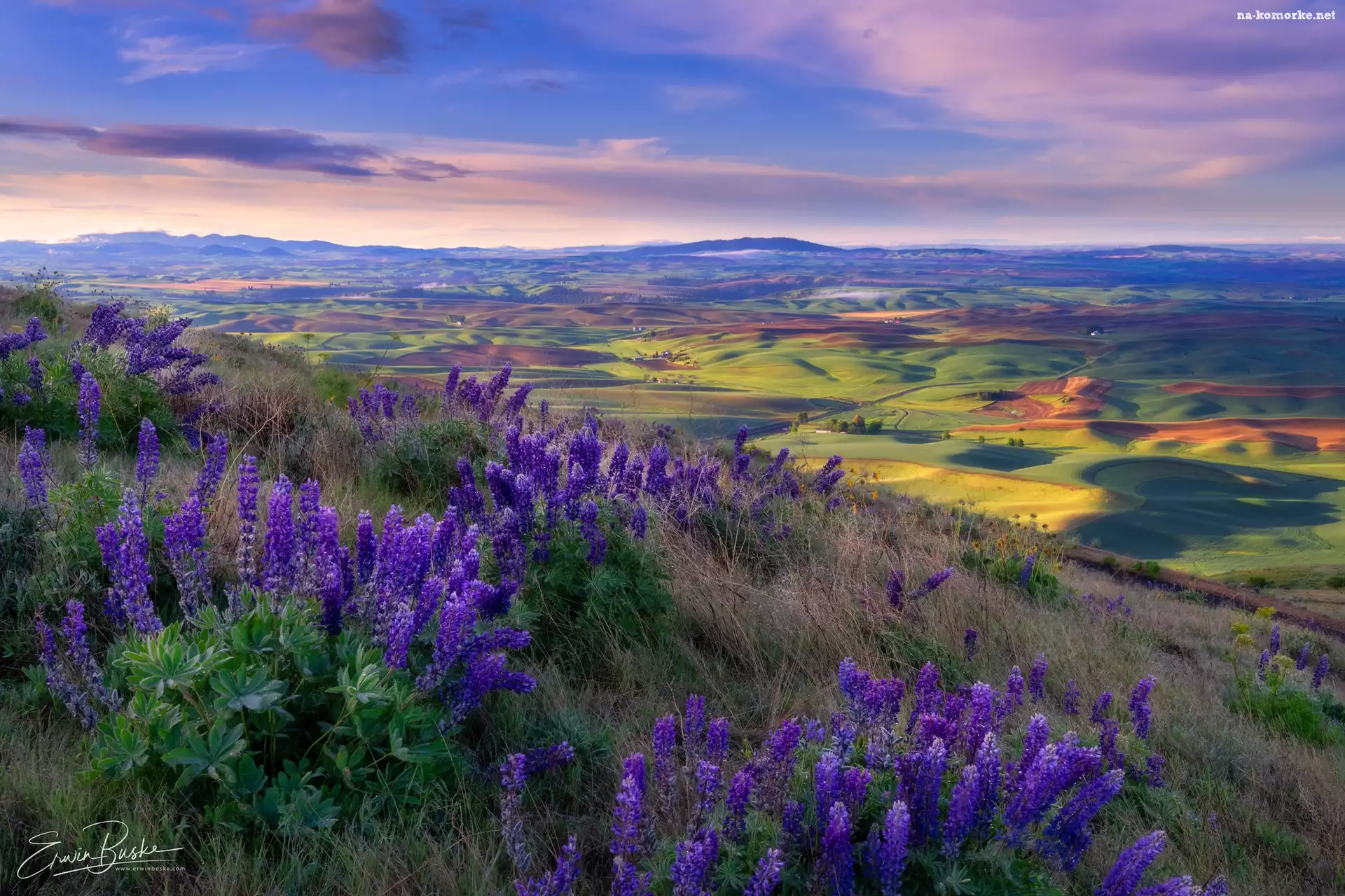 Wzgórza, Kwiaty, Stany Zjednoczone, Park stanowy Steptoe Butte, Łąki, Dolina, Łubin, Palouse, Pola, Trawa, Wschód słońca, Waszyngton