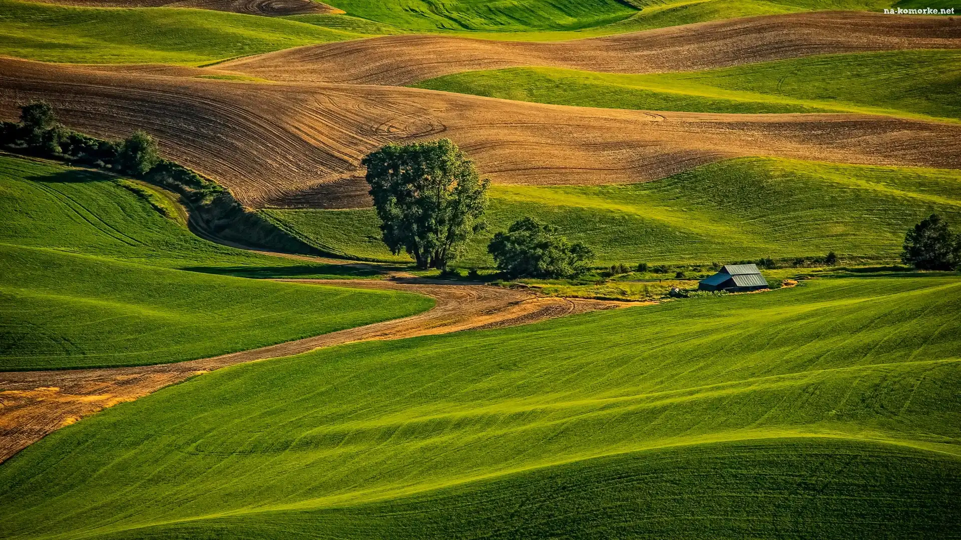 Pola, Waszyngton, Stany Zjednoczone, Łąki, Drzewa, Wzgórza, Palouse