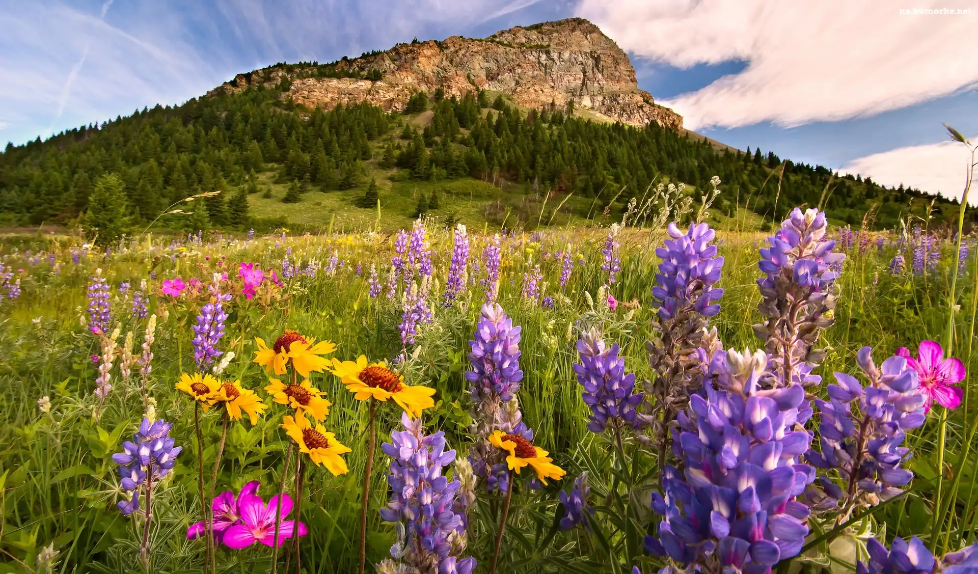 Park Narodowy Waterton Lakes, Łąka, Góry, Prowincja Alberta, Kanada, Łubin, Kwiaty