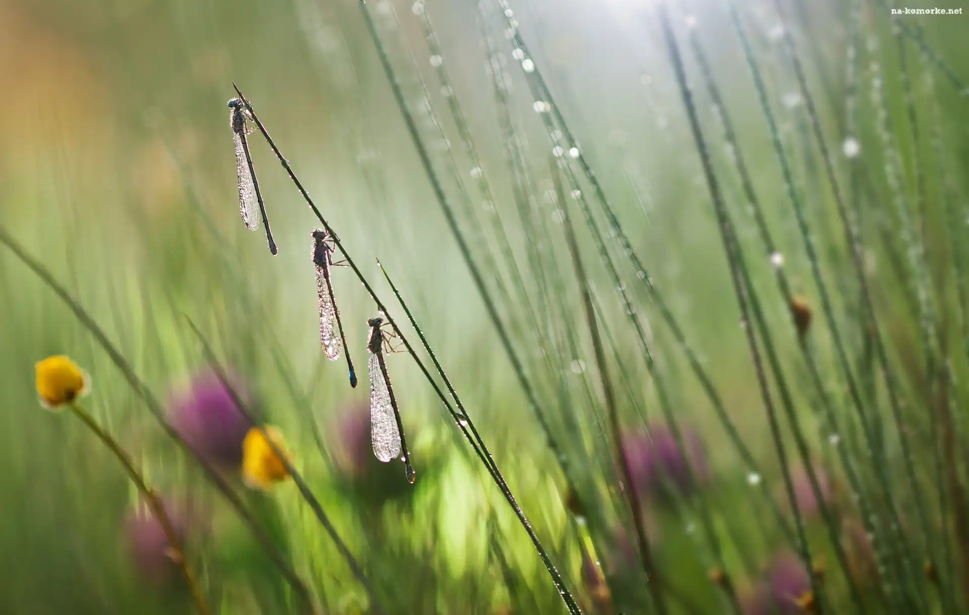 Ważki, Deszcz, Łąka, Bokeh, Trzy, Rozmycie