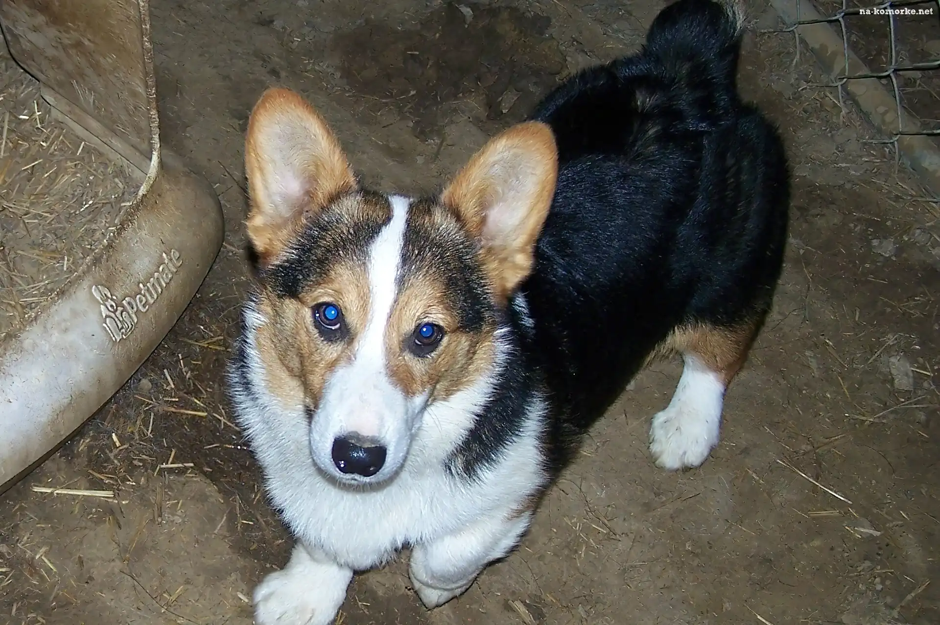 Welsh corgi pembroke, umaszczenie, czarne, podpalane