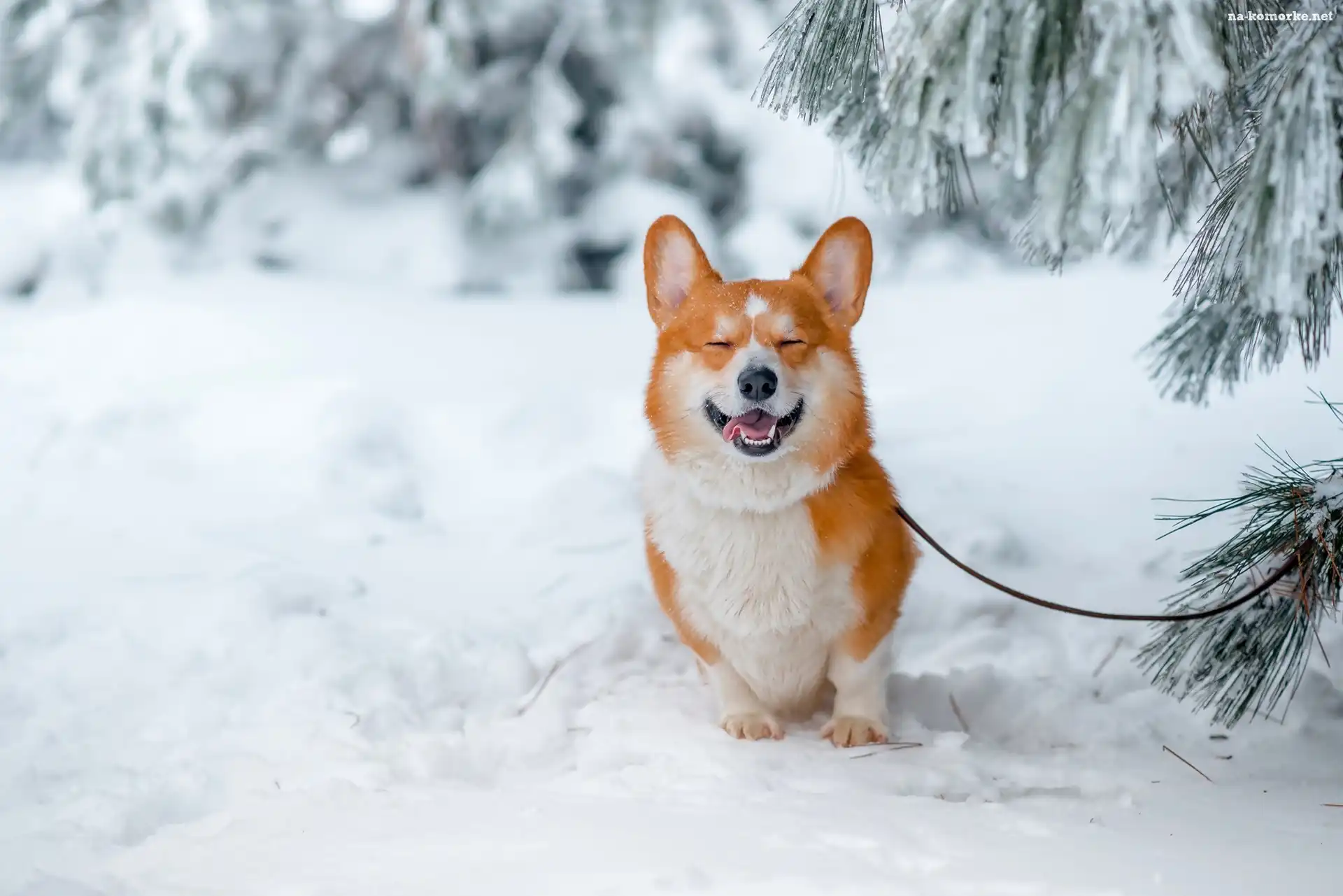 Welsh corgi pembroke, Zima, Las, Drzewa
