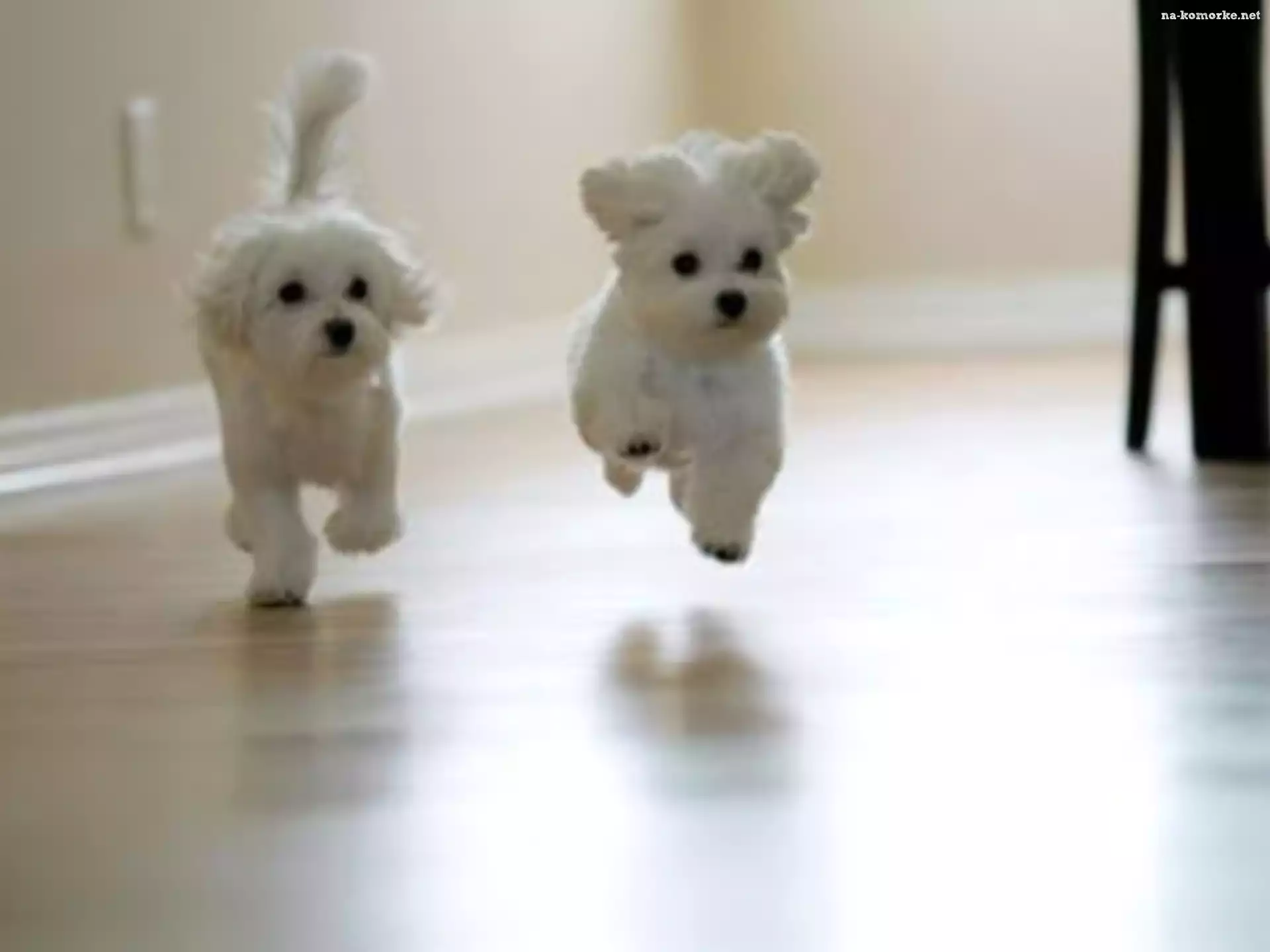 Dwa, Bichon frise, Pieski