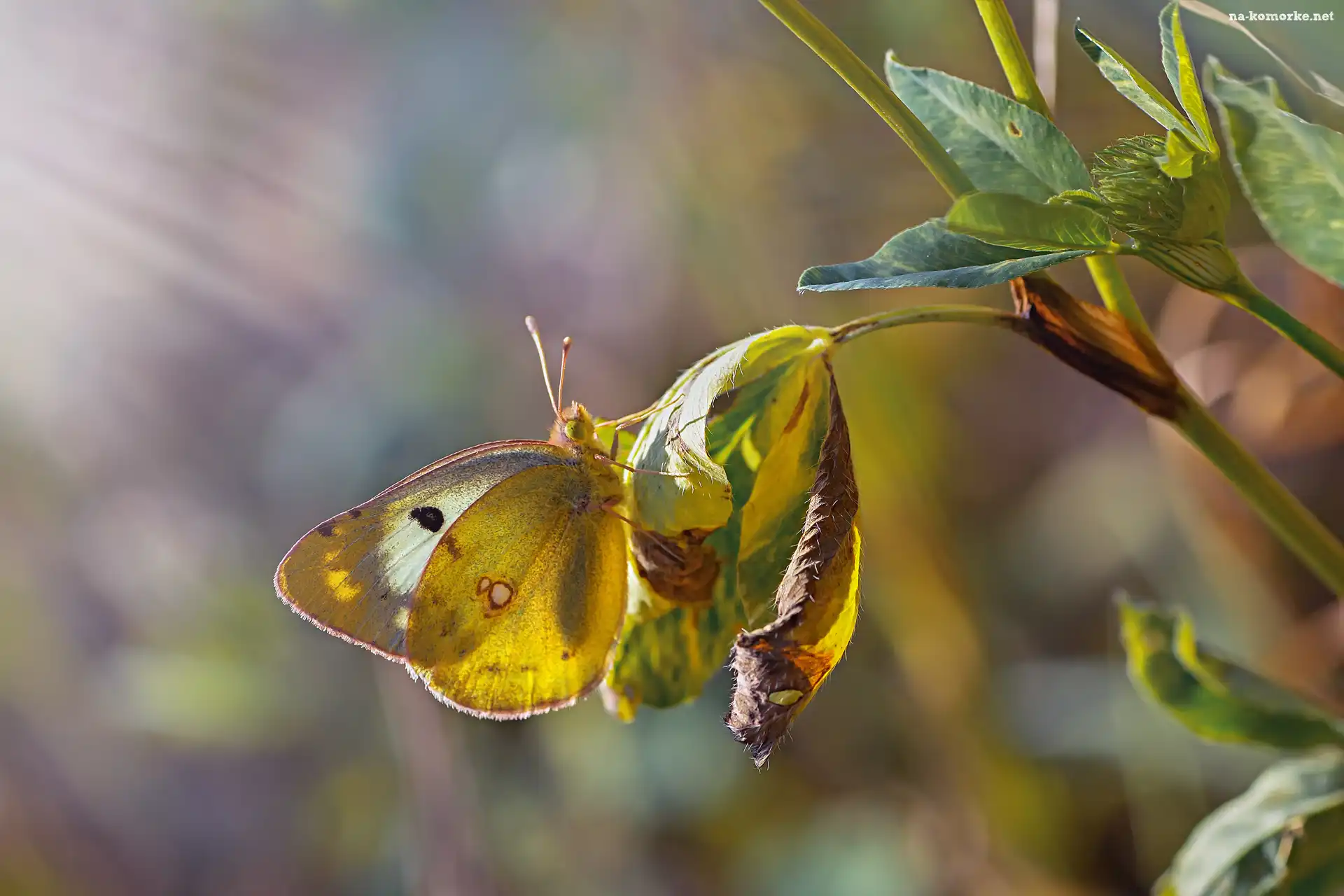 Światło, Liście, Motyl, Tło, Roślina, Rozmyte