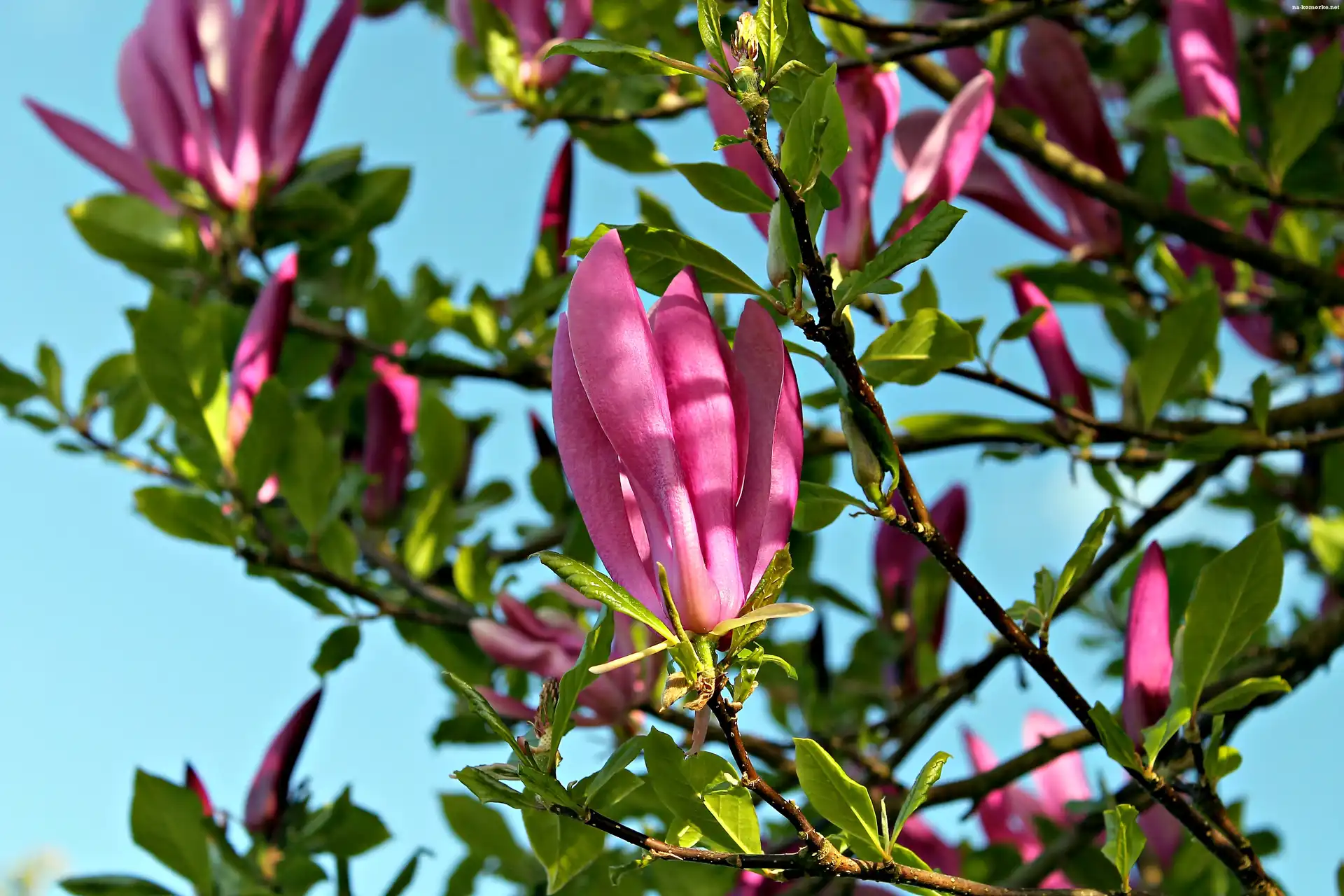Magnolia, Światło, Wiosna
