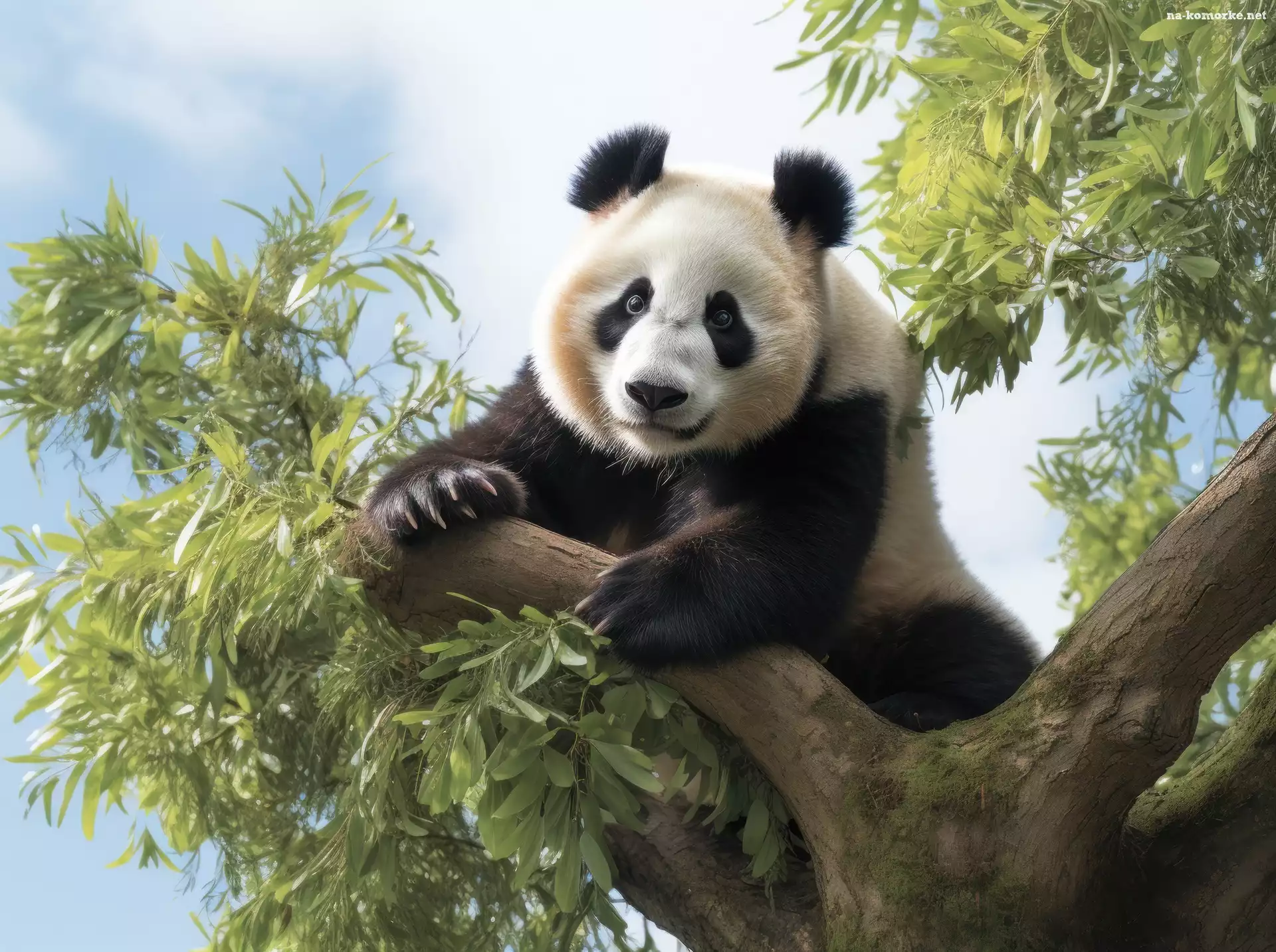 Panda wielka, Grafika 2D, Drzewo
