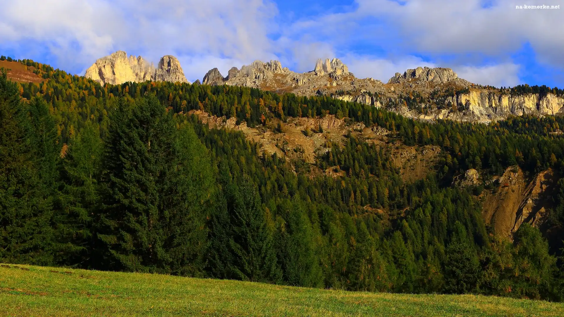 Świerki, Skały, Góry, Las, Drzewa, Zielony