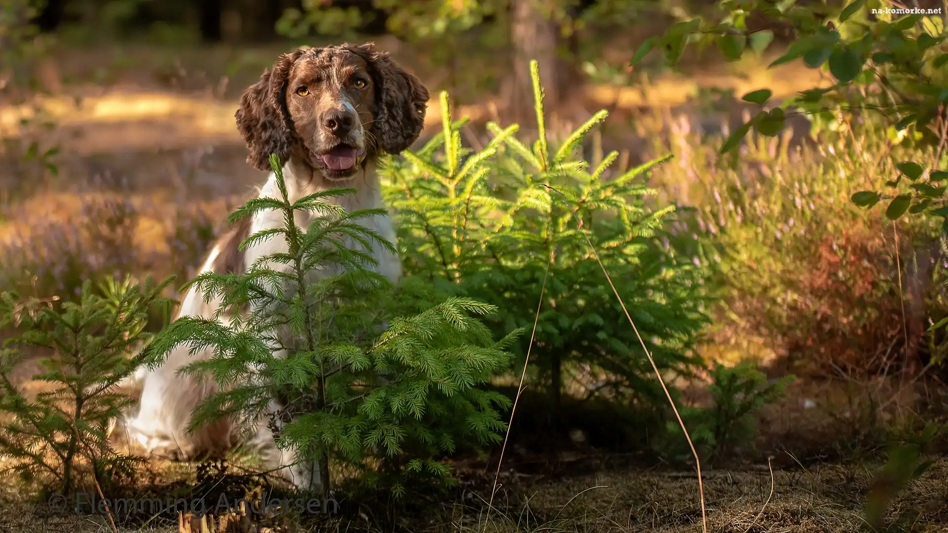 Pies, Łąka, Kwiaty, Springer spaniel angielski, Las, Drzewka, Świerki