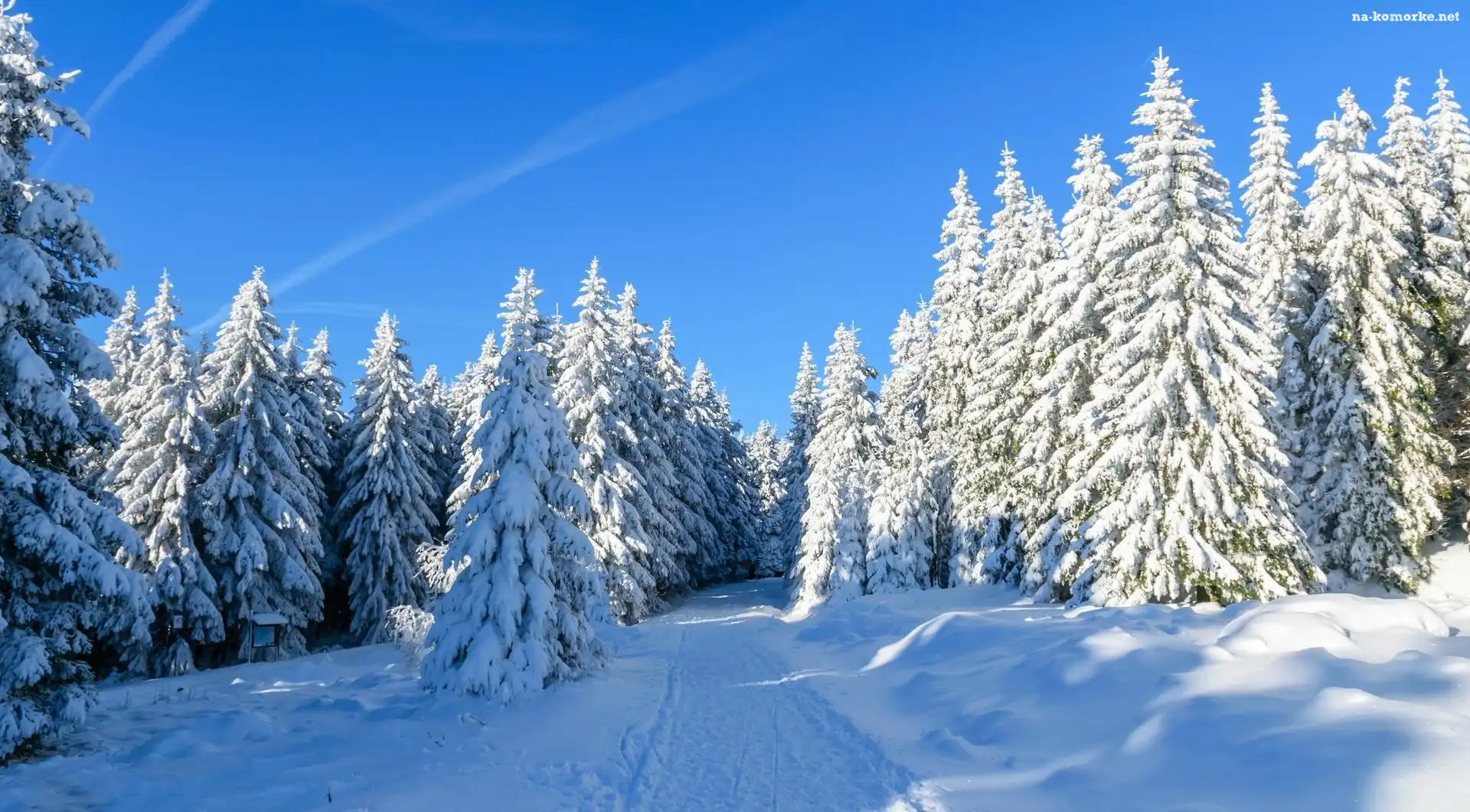 Śnieg, Zima, Las, Świerki, Ścieżka
