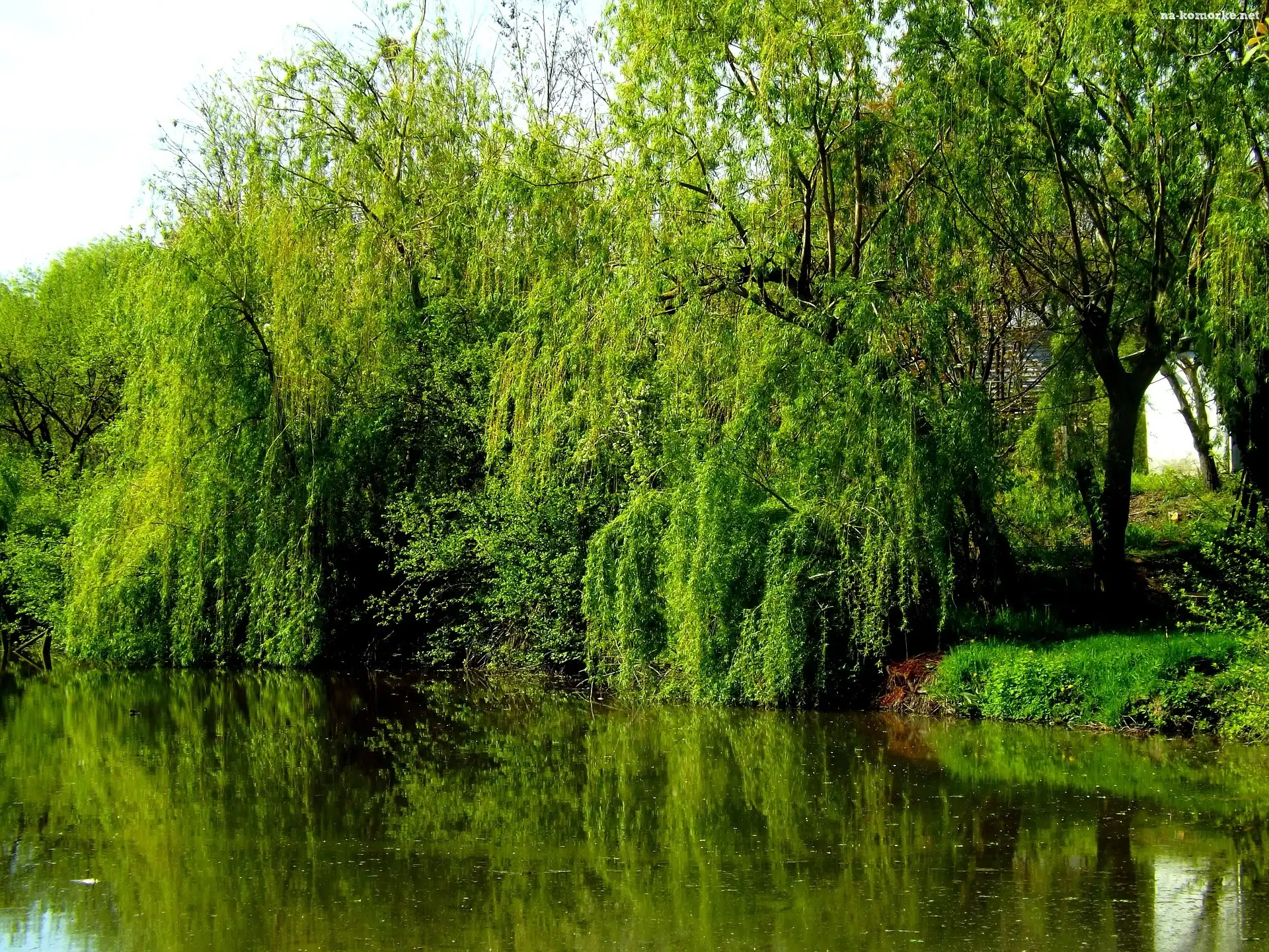 Wierzby, Wiosna, Jezioro, Odbicie