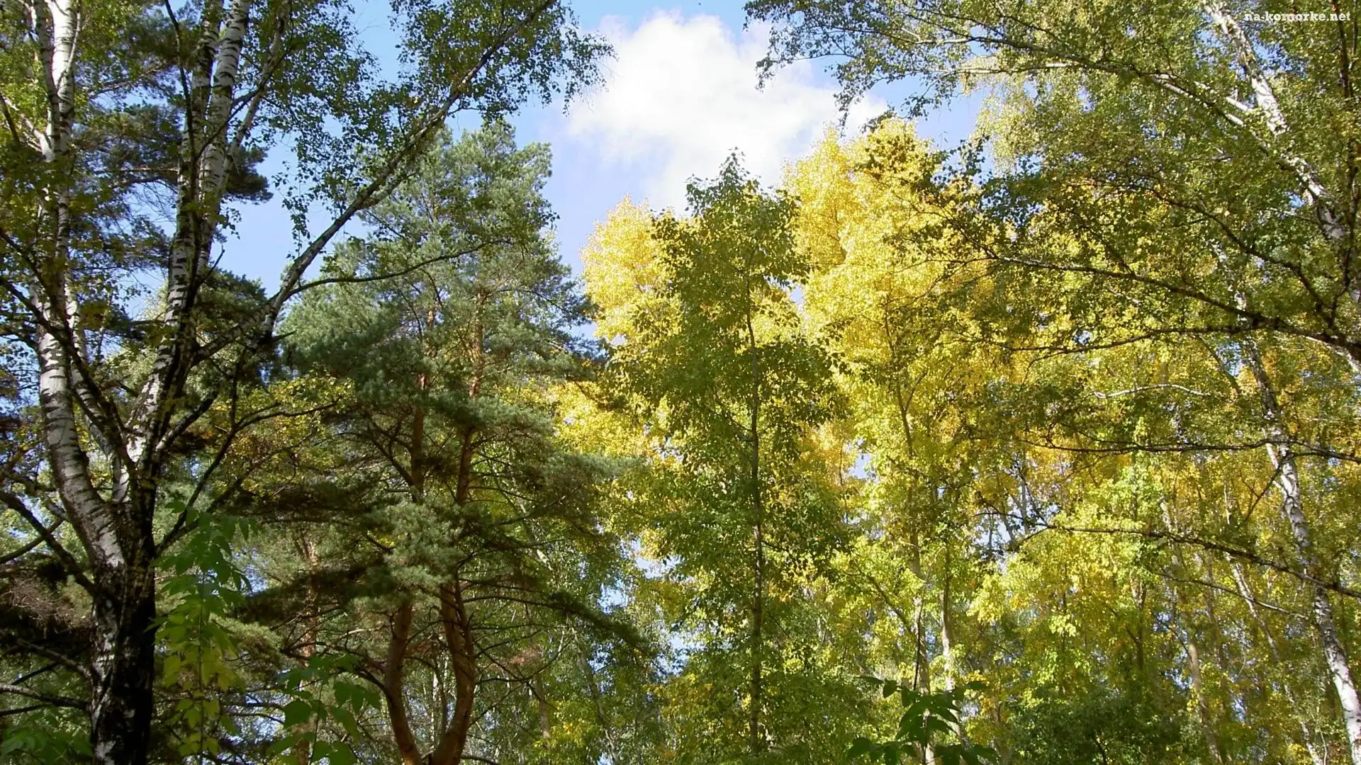 Wierzchołki, Słońce, Drzew, Przebijające
