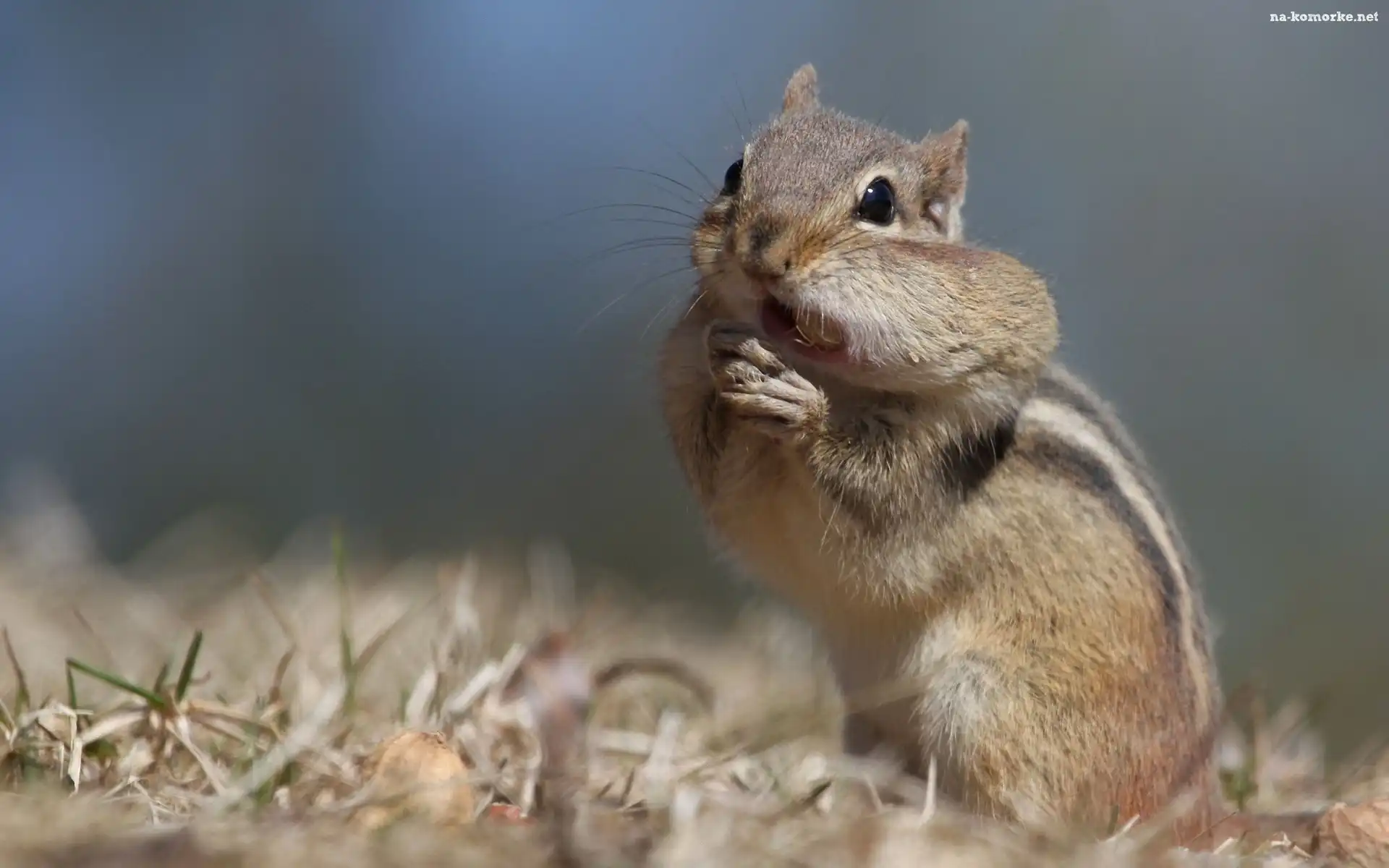 Chipmunk, Wiewiórka, Ziemna
