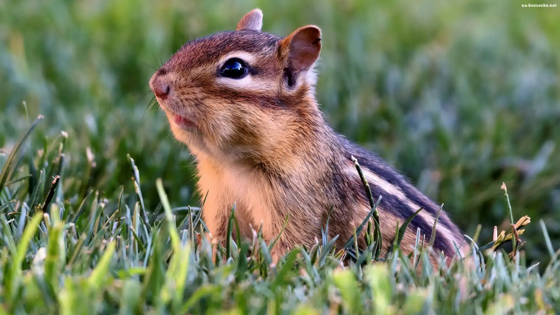 Wiewiórka, Łąka, Chipmunk, Trawa