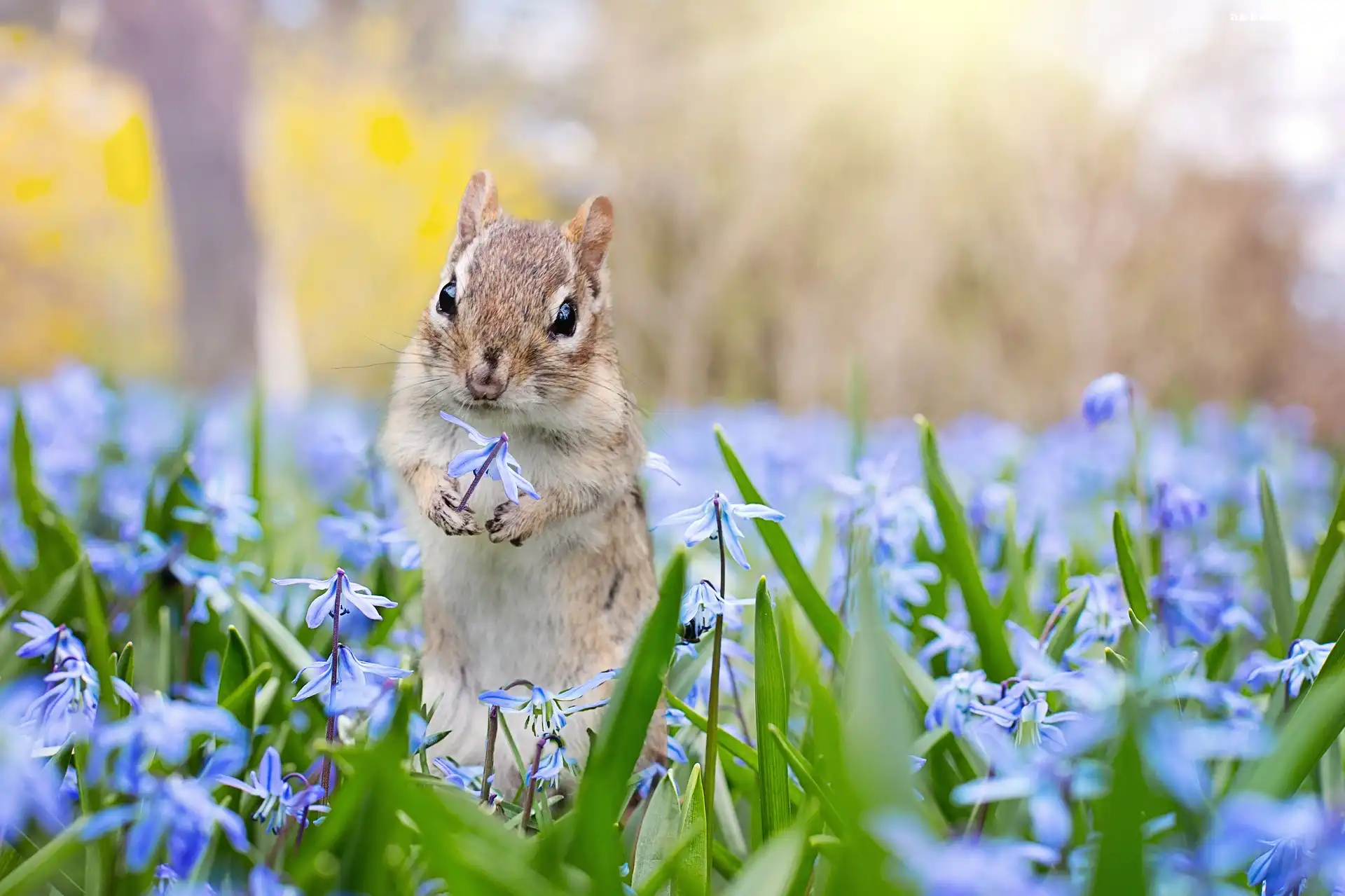 Wiewiórka ziemna, Cebulica syberyjska, Chipmunk, Kwiaty