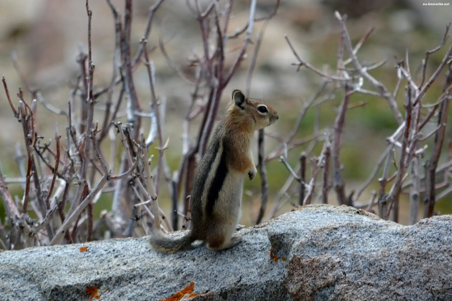 Chipmunk, Gałązki, Wiewiórka, Ziemna