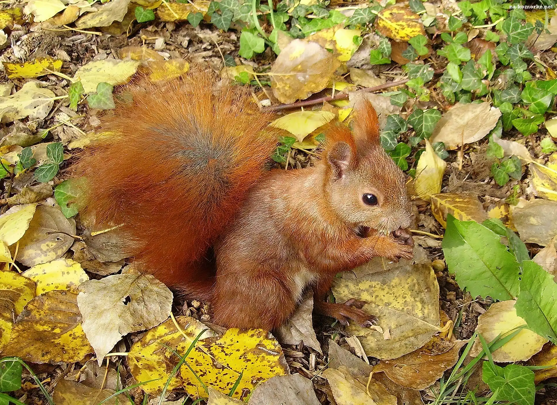 Wiewiórka, Liście