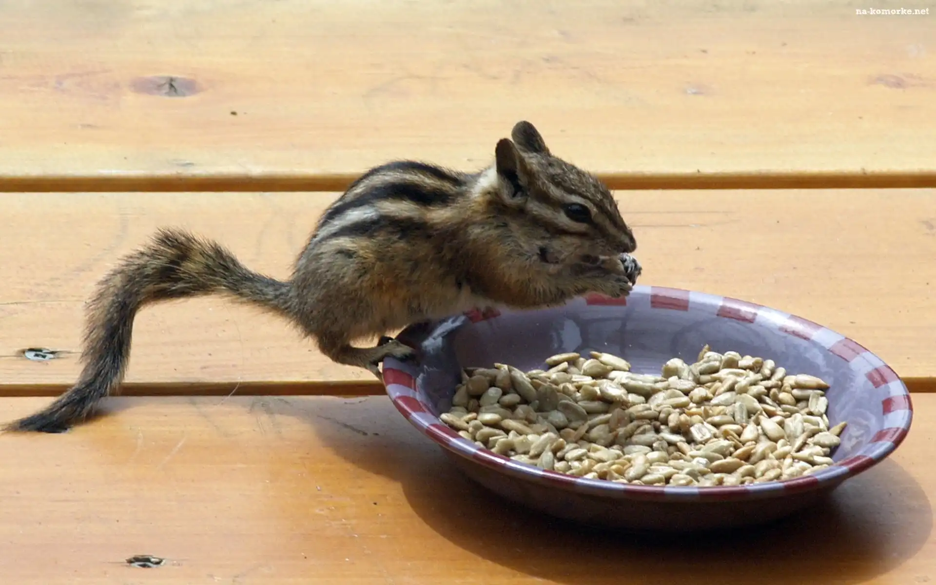 Miska, Wiewiórka, Chipmunk, Słonecznika, Ziemna, Ziarenka