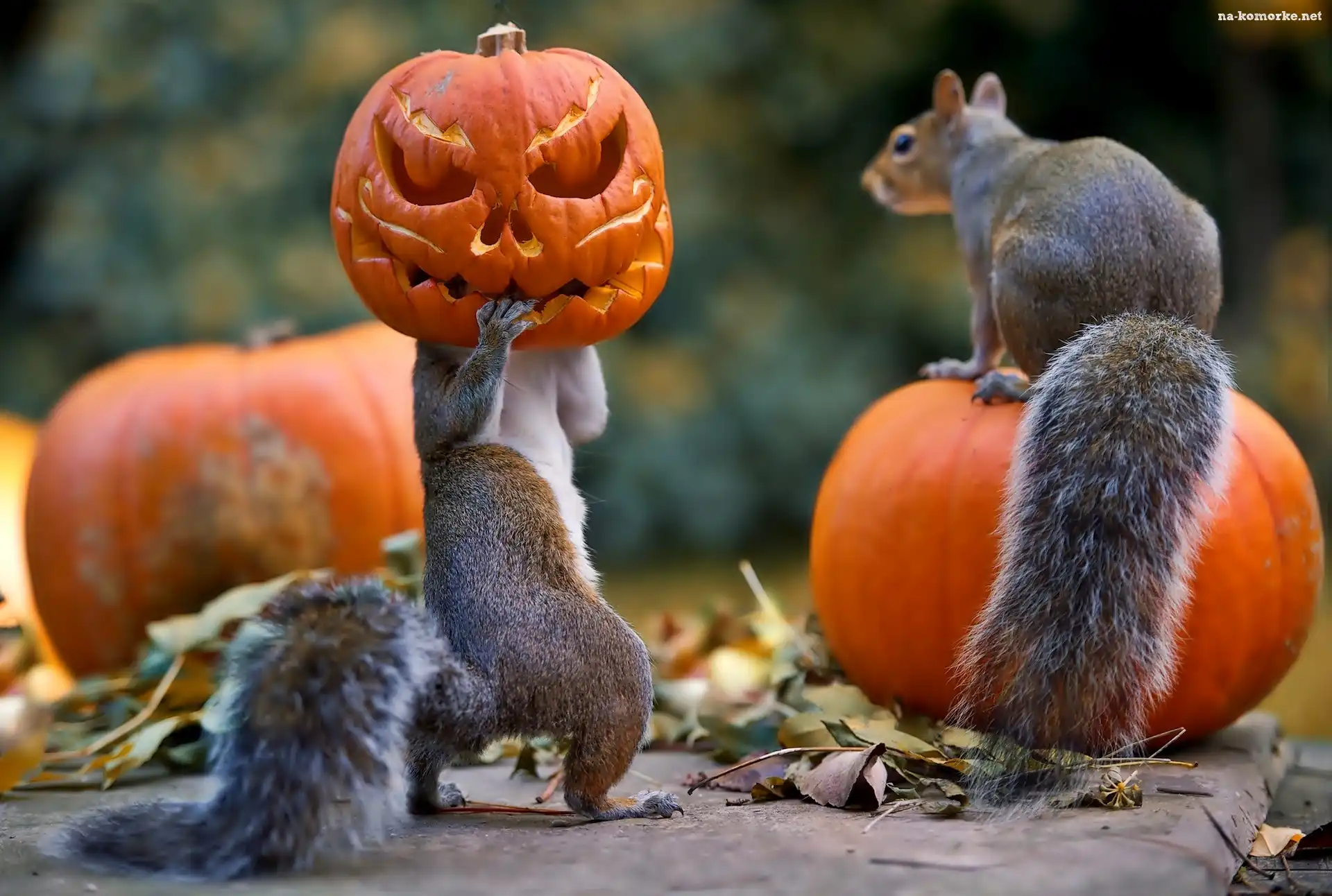 Halloween, Wiewiórki, Dynie