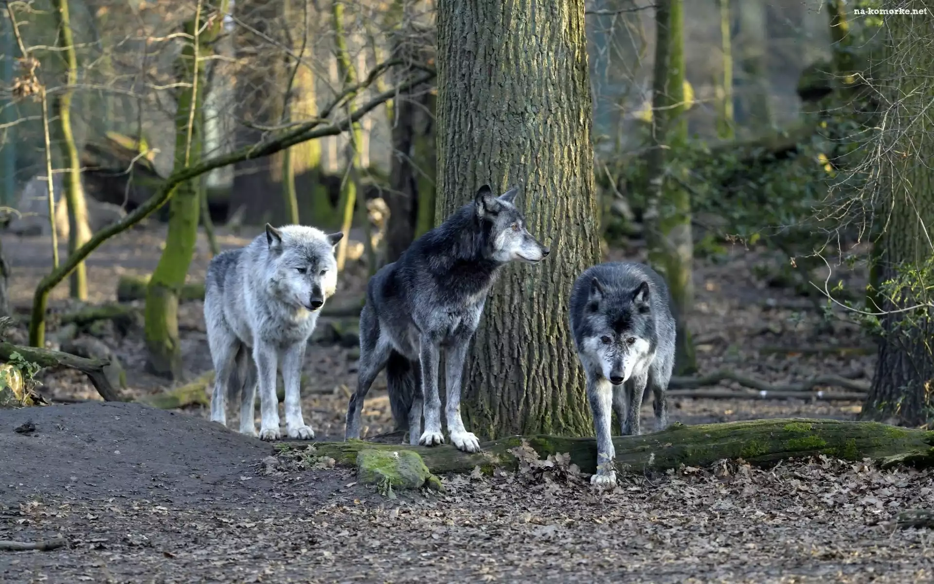Wilki, Jesień, Las, Drzewa